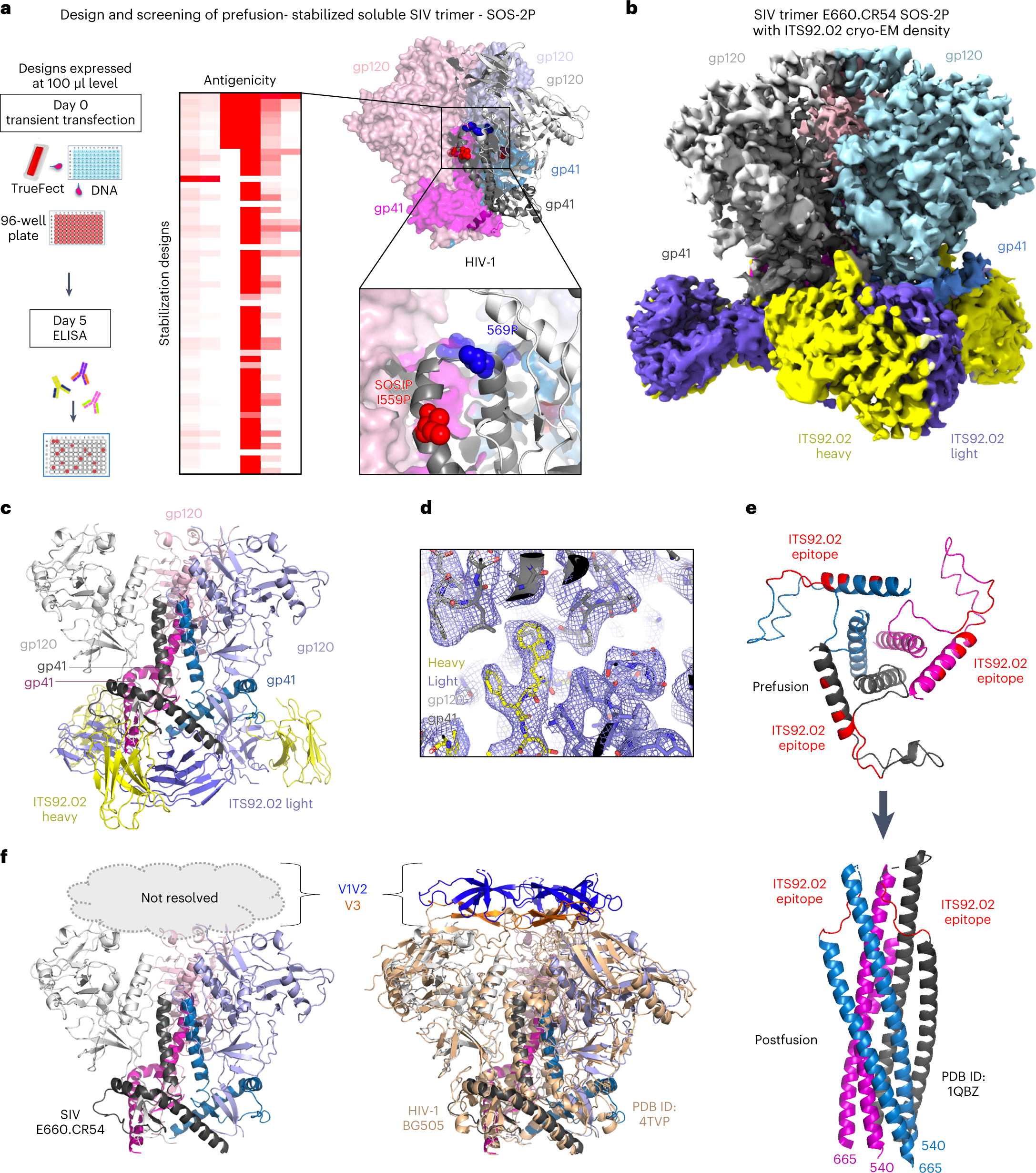 Cryo-EM structures of prefusion SIV envelope trimer | Nature Structural &  Molecular Biology