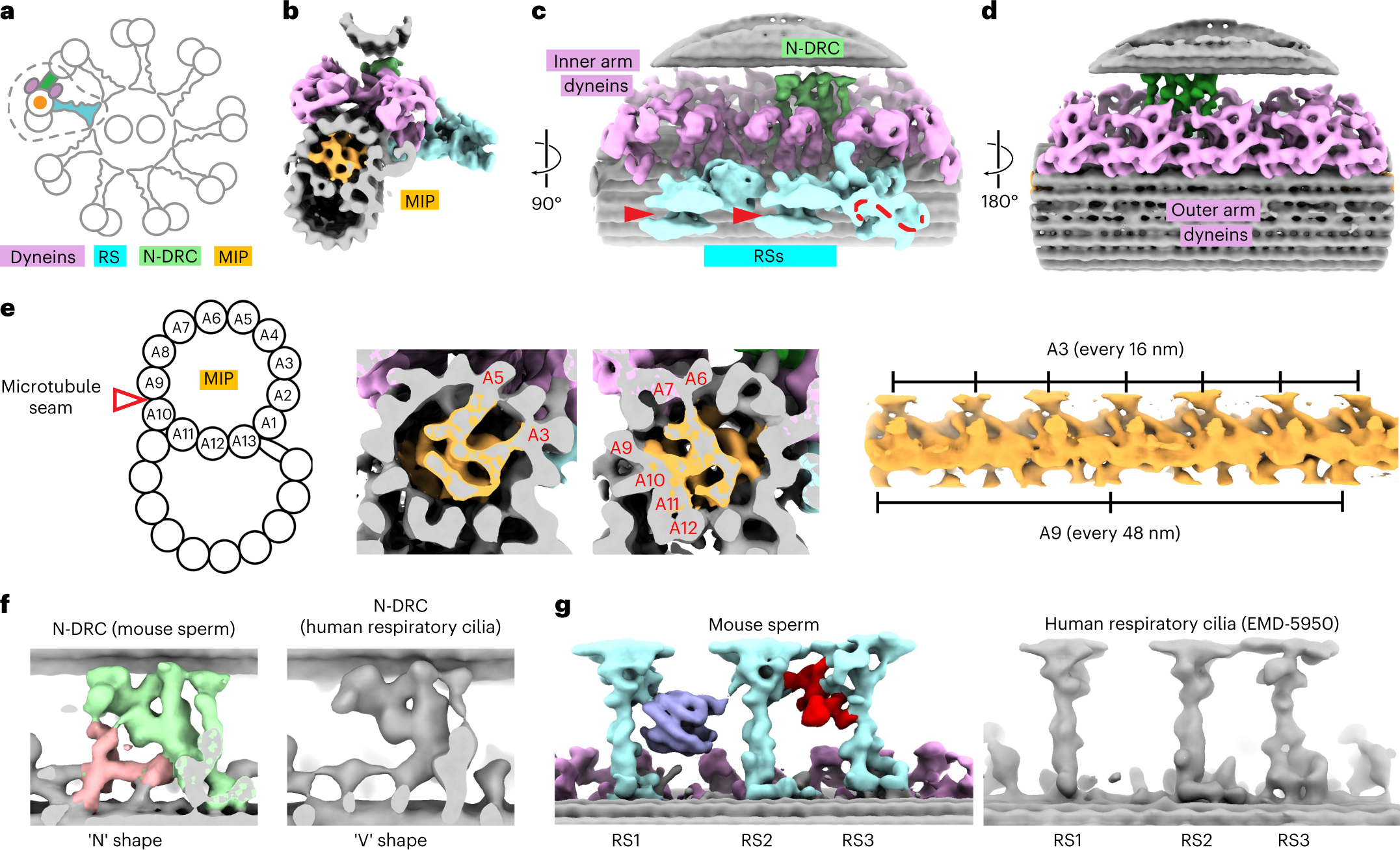 In situ cryo-electron tomography reveals the asymmetric