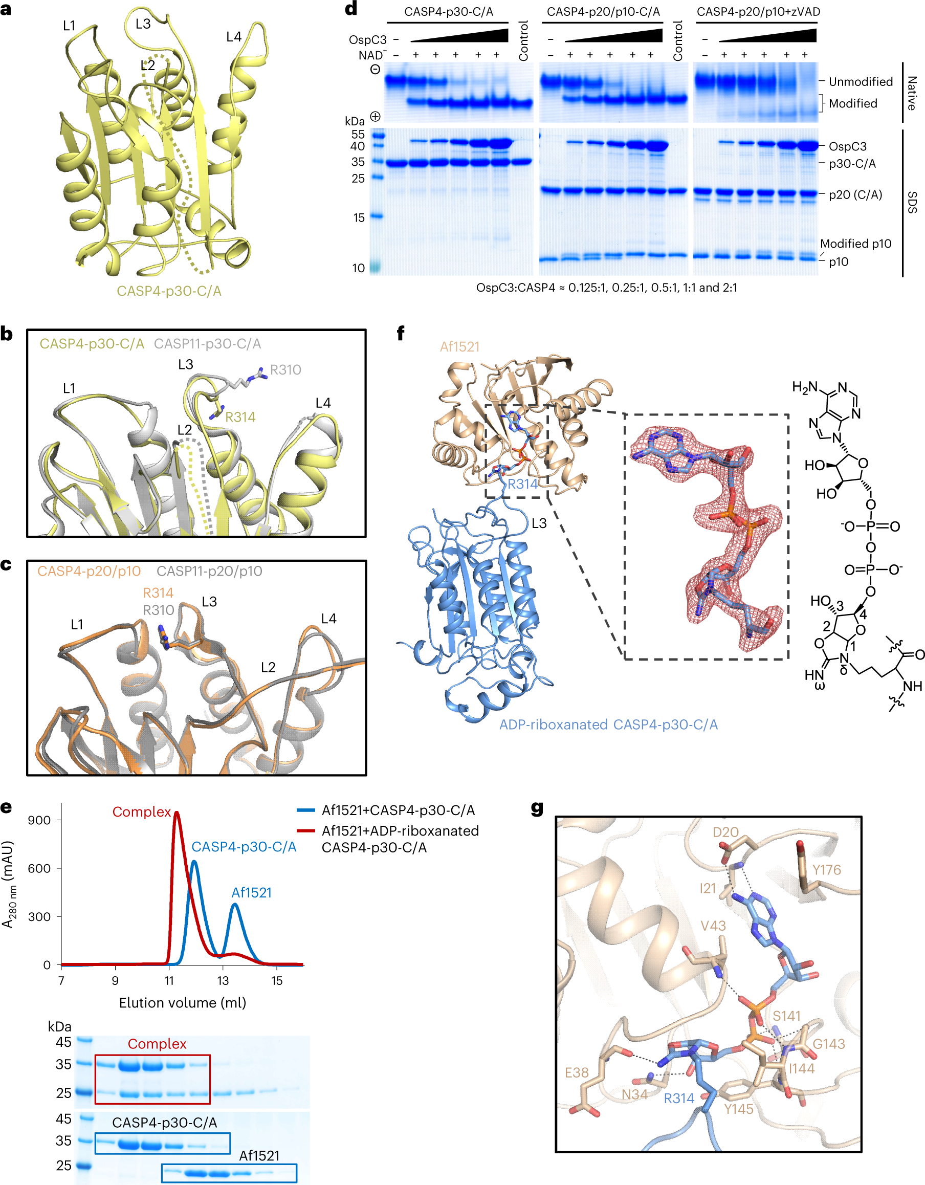 Structural mechanisms of calmodulin activation of Shigella effector OspC3  to ADP-riboxanate caspase-4/11 and block pyroptosis | Nature Structural &  Molecular Biology