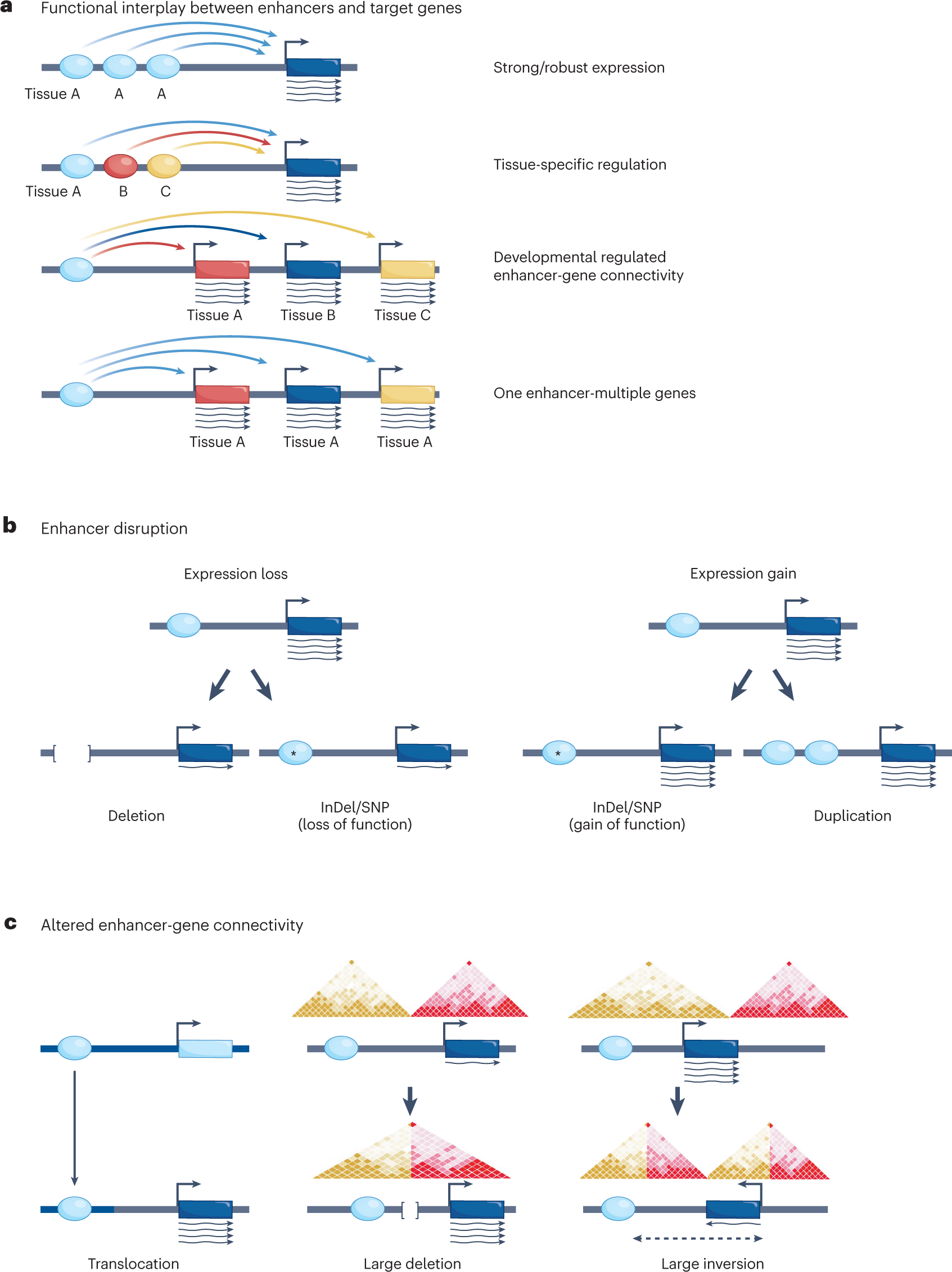 Current challenges in understanding the role of enhancers in disease |  Nature Structural & Molecular Biology