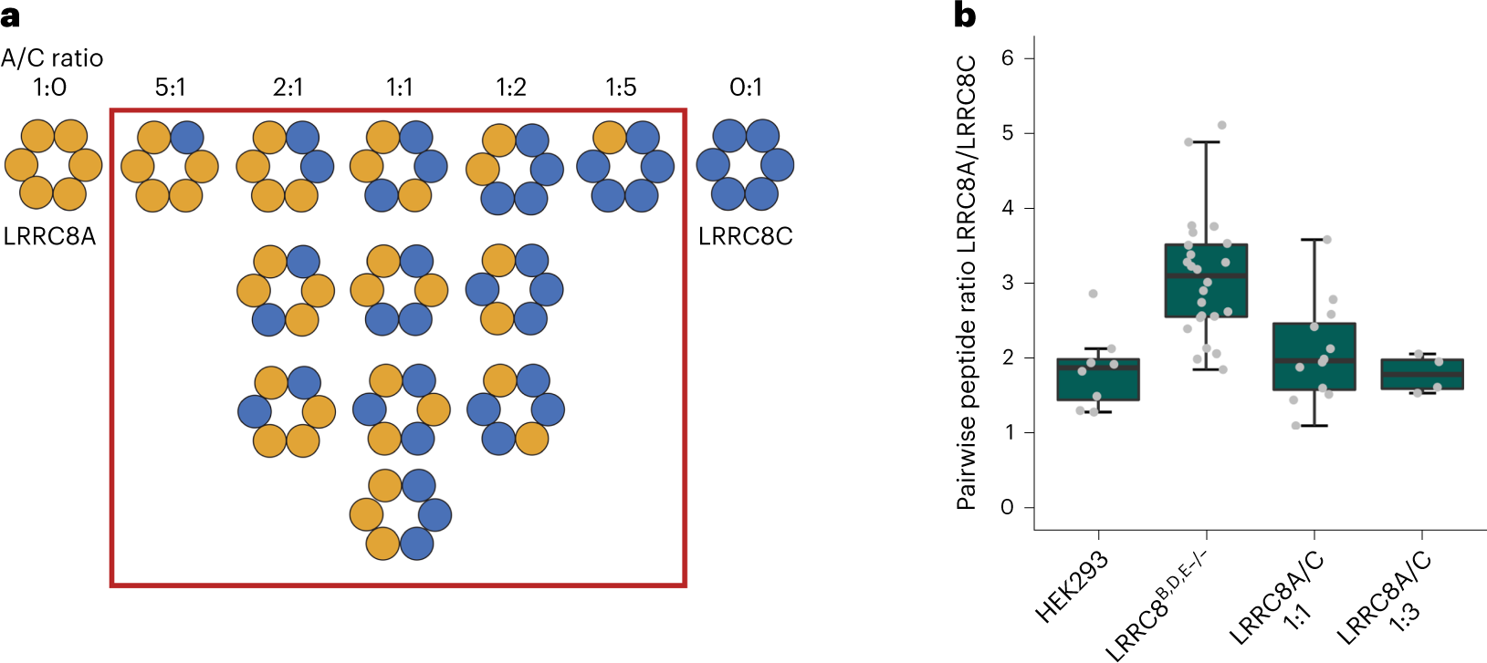 Structure of a volume-regulated heteromeric LRRC8A/C channel | Nature  Structural & Molecular Biology