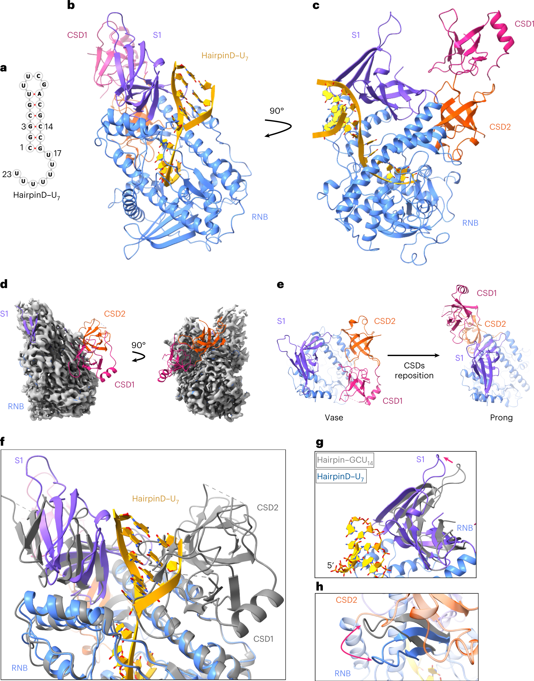 Fig. 4: Once the structured RNA gets closer to the enzyme, the CSDs reposition dramatically by 70 Å.