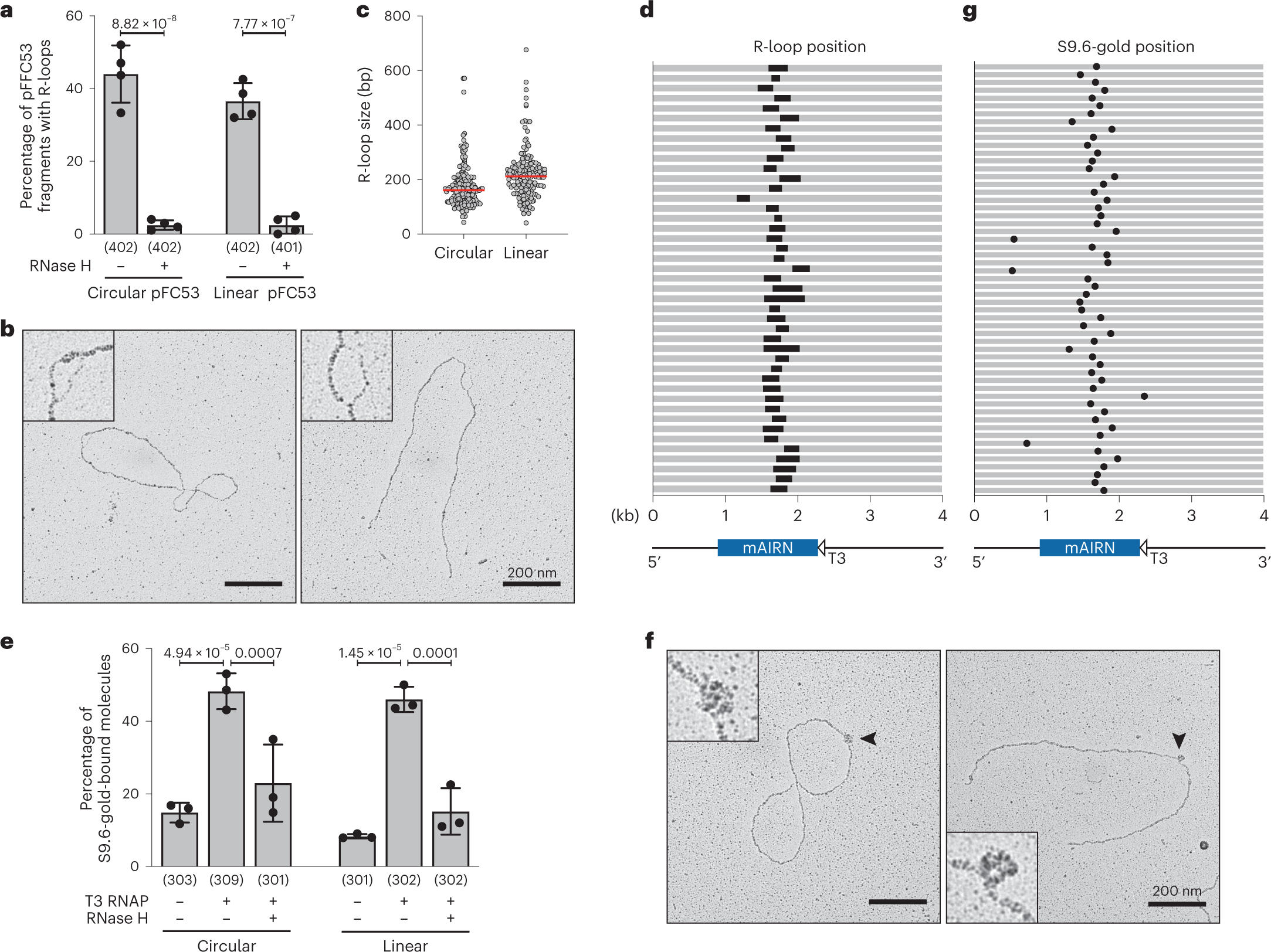 Fig. 1: Direct visualization of in vitro-generated R-loops using EM.