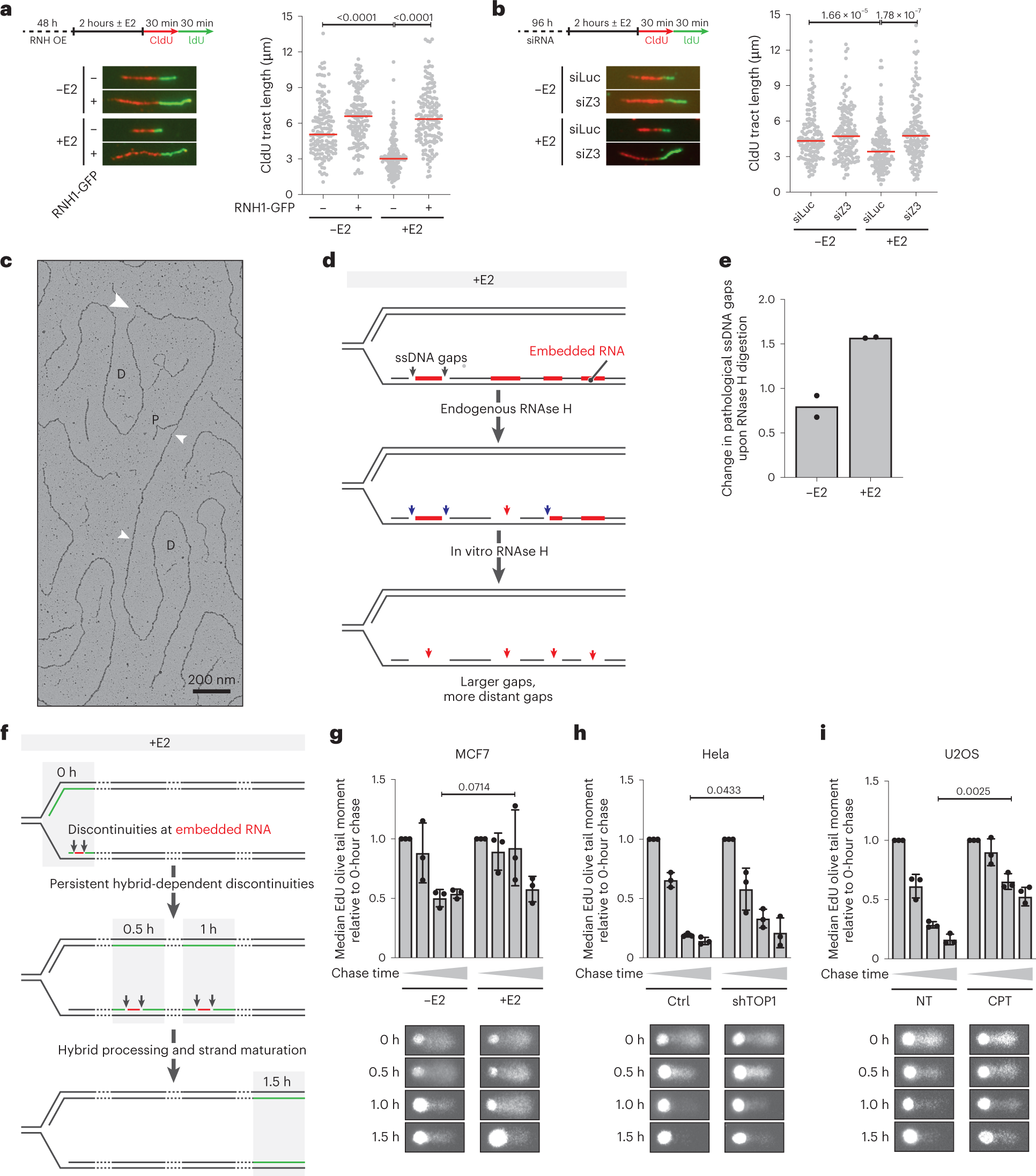 Fig. 3: Estrogen-dependent transcriptional burst results in replication stress and is associated with hybrid accumulation behind the replication fork.