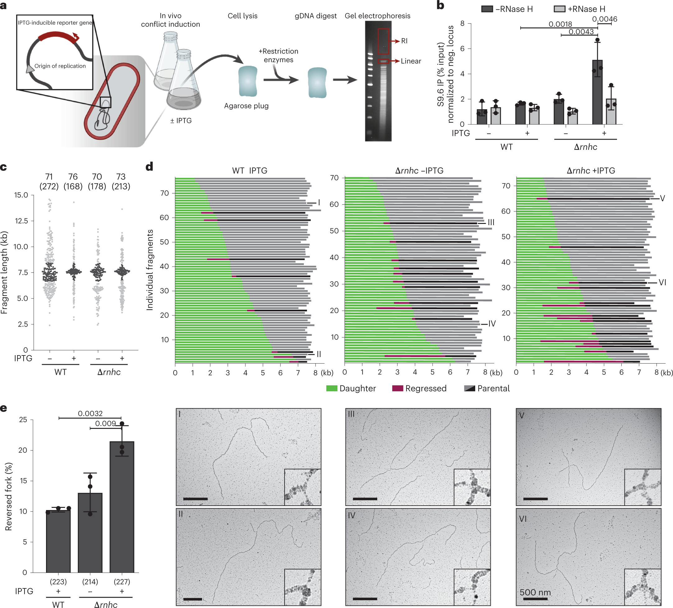 Fig. 4: Replication forks stall and reverse while facing a TRC in B. subtilis.
