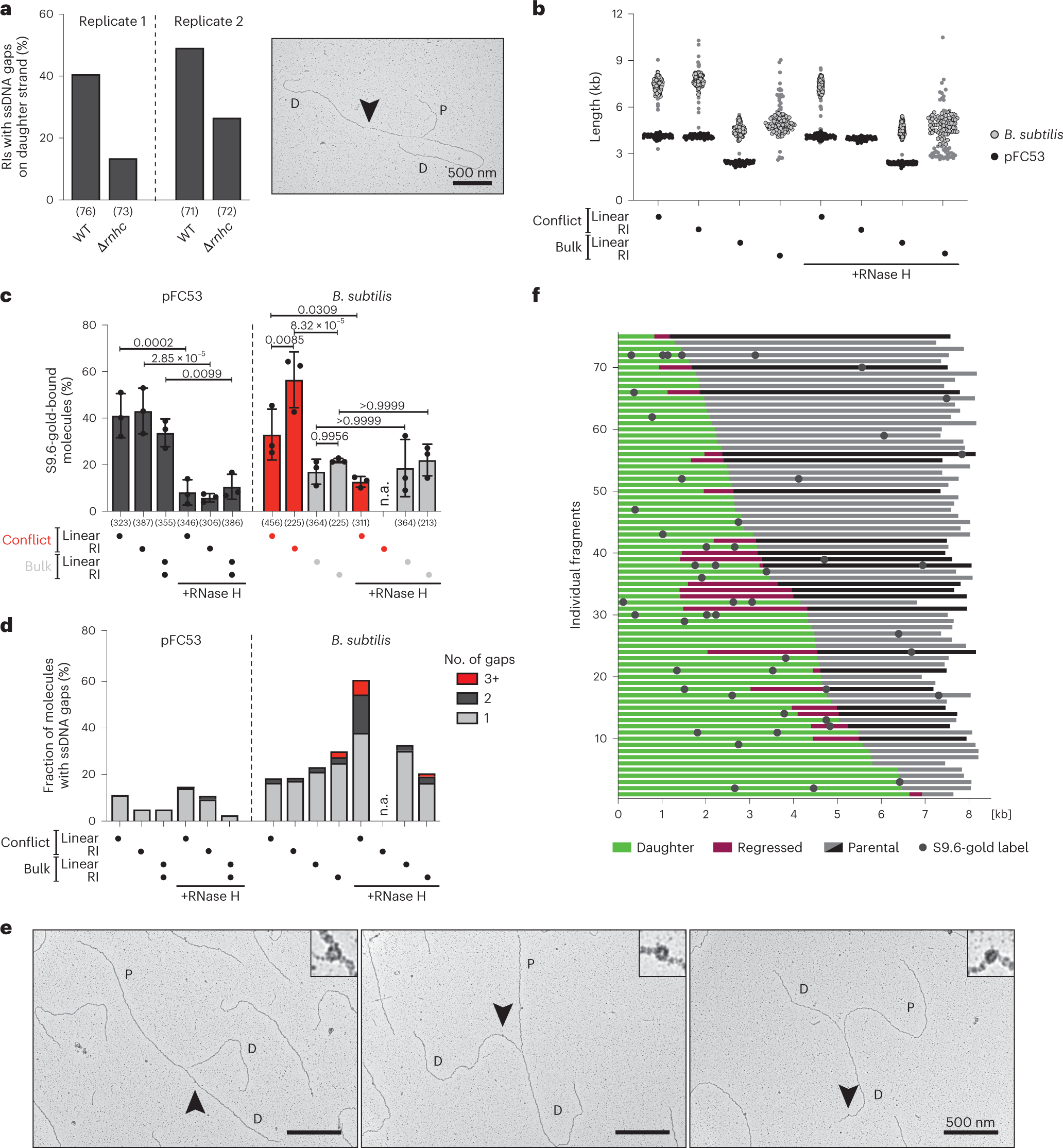 Fig. 5: DNA:RNA hybrids accumulate within replicating conflict DNA in Bacillus subtilis.