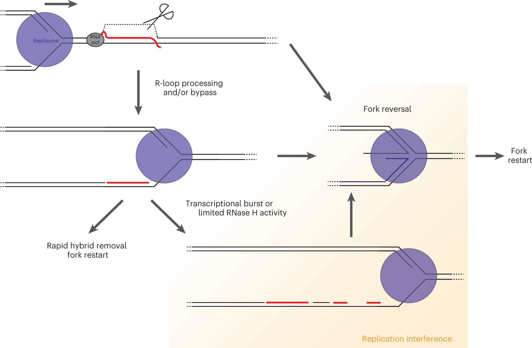 Fig. 6: Working model for the accumulation of post-replicative DNA:RNA hybrids at TRCs and their impact on fork progression.