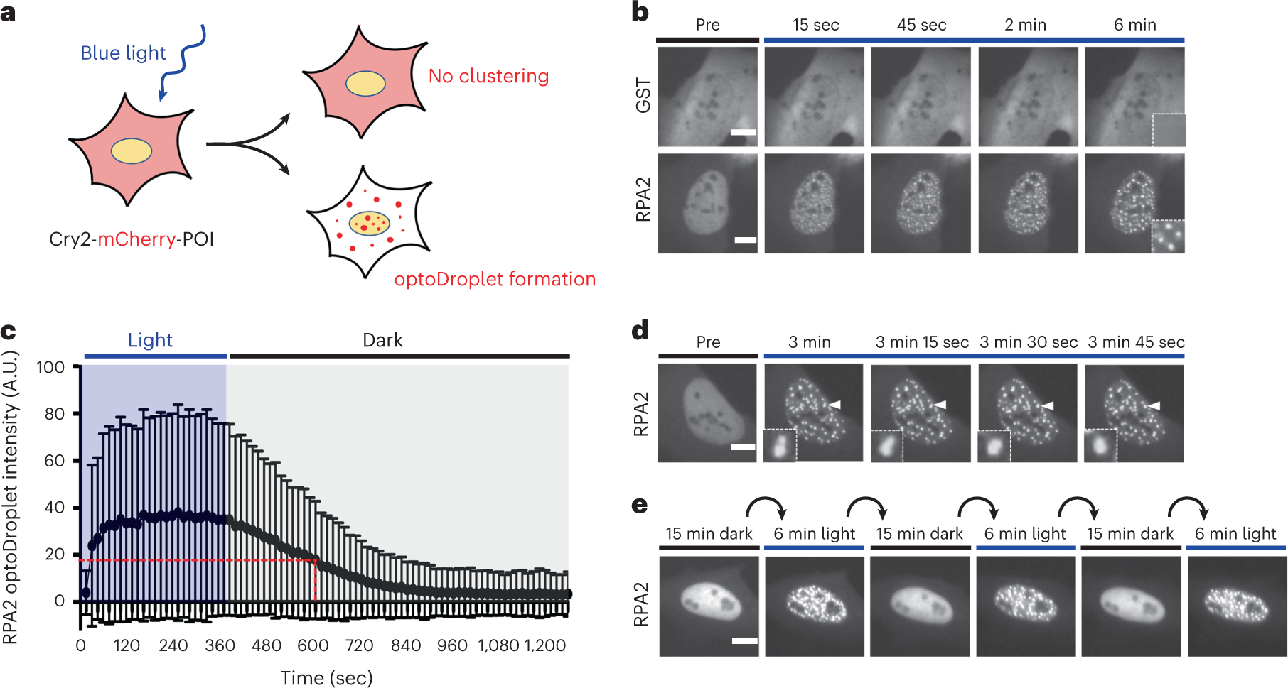 Phase separation properties of RPA combine high-affinity ssDNA binding with  dynamic condensate functions at telomeres | Nature Structural & Molecular  Biology