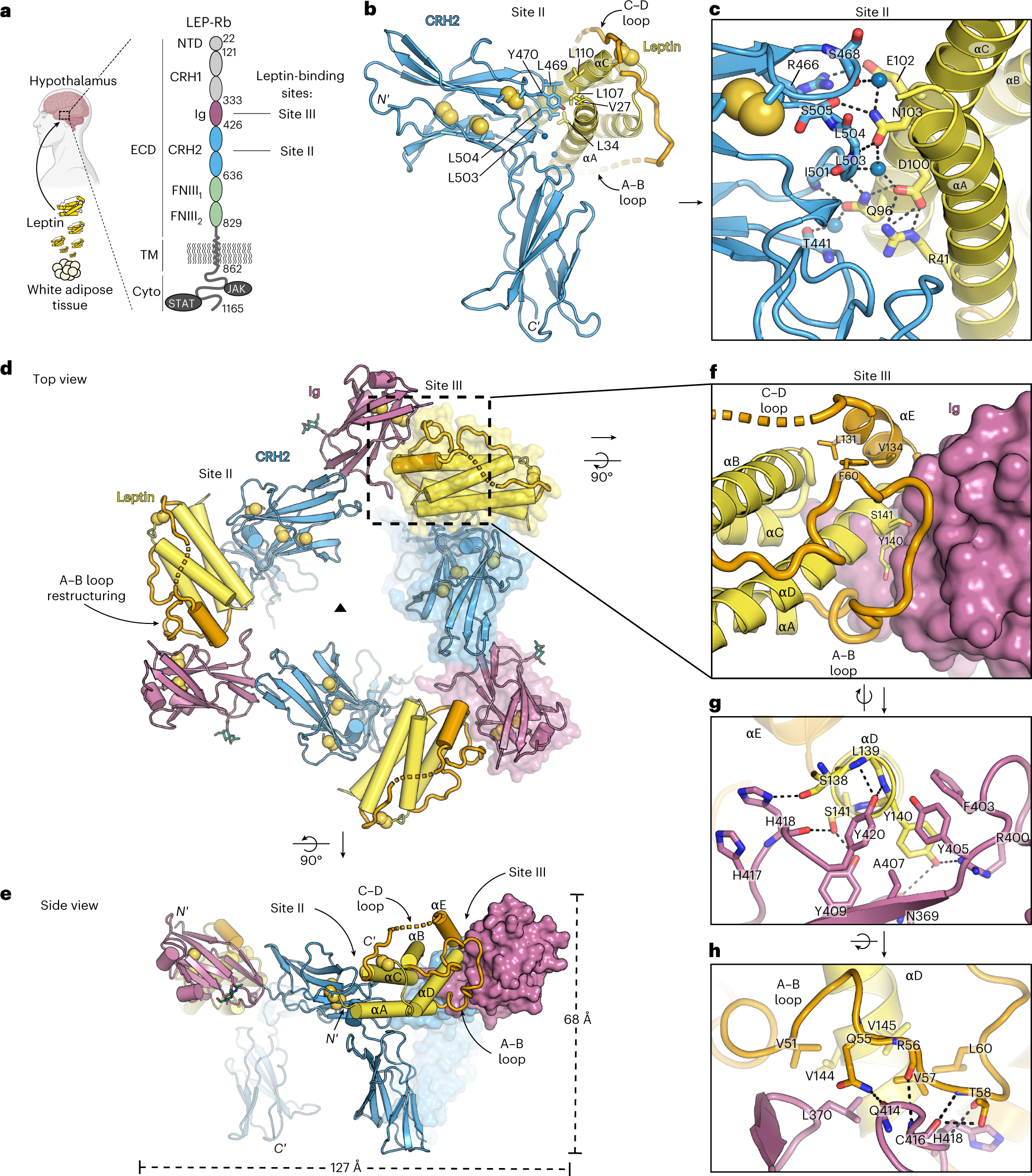 Mechanism of receptor assembly via the pleiotropic adipokine Leptin |  Nature Structural & Molecular Biology