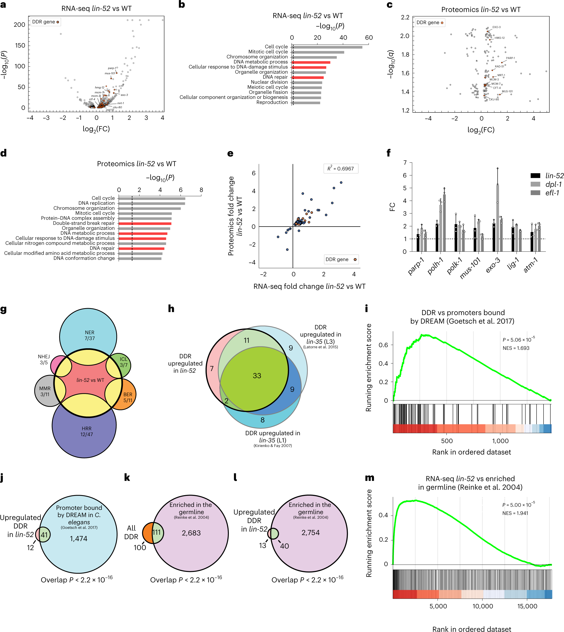 Fig. 3: The DREAM complex directly represses multiple DNA-damage-response genes that are normally enriched in the germline.