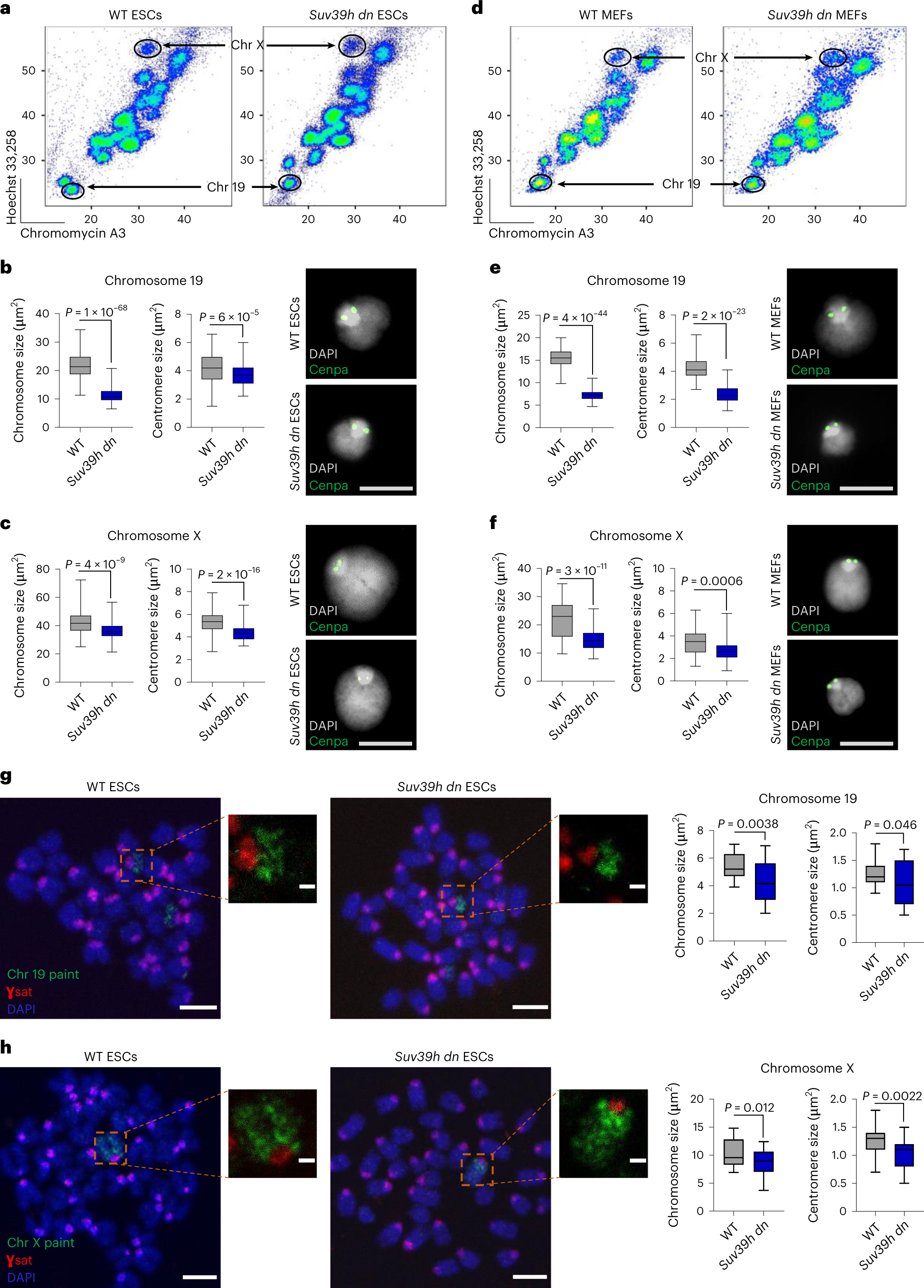 Fig. 1: Suv39h1/Suv39h2 deficiency generates small and compact mitotic chromosomes.