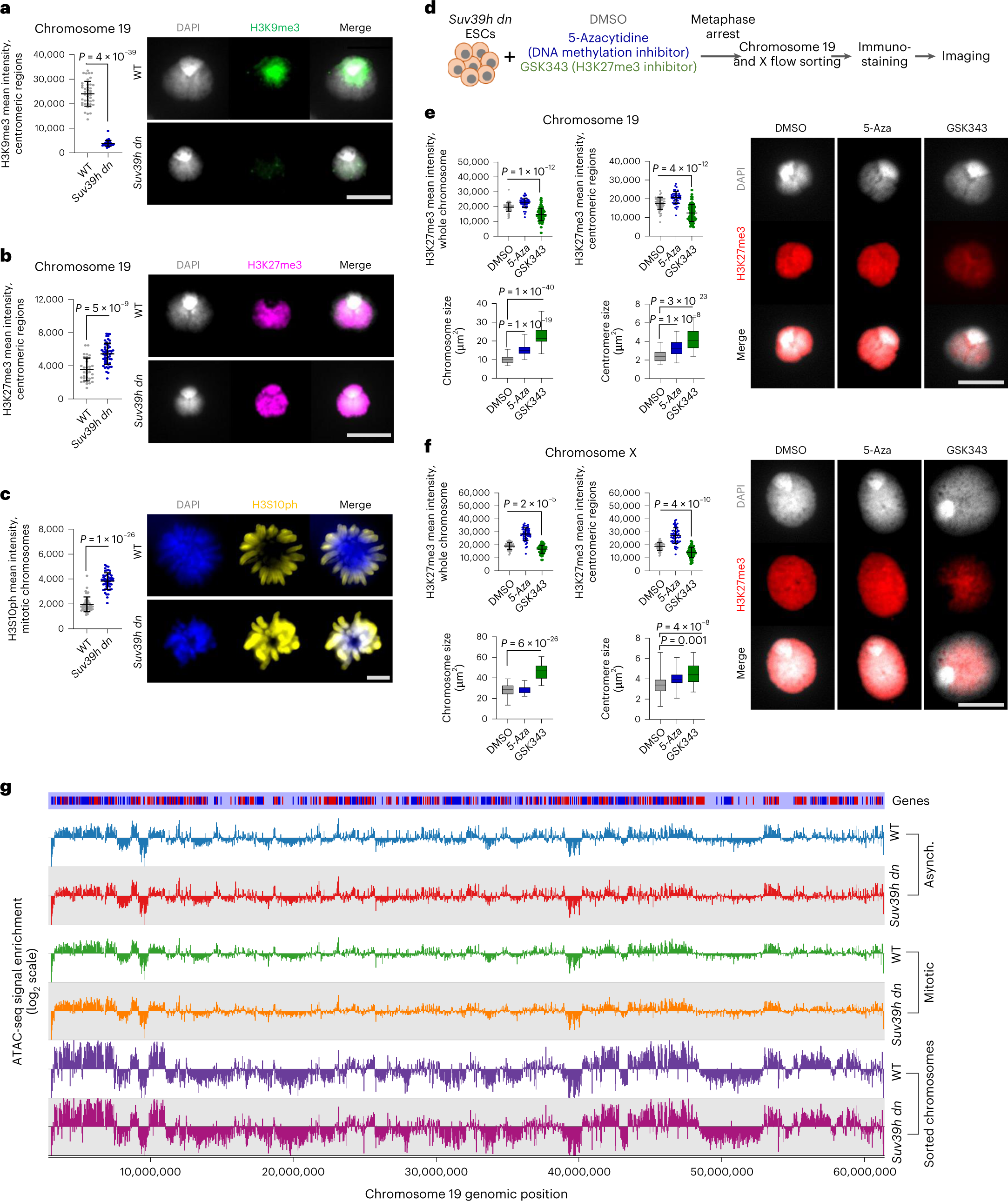 Fig. 2: Suv39h dn mitotic chromosomes show elevated levels of H3K27me3 and H3S10ph and can be resized by inhibiting PRC2 activity.
