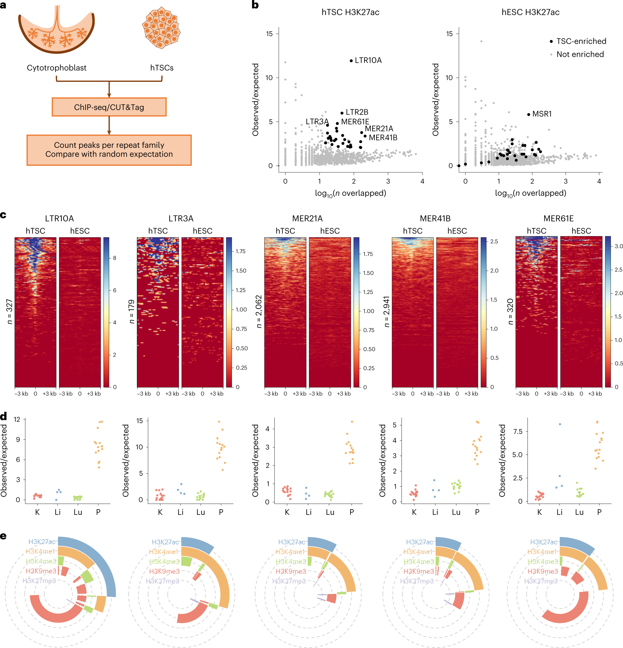 Regulation of human trophoblast gene expression by endogenous retroviruses  | Nature Structural & Molecular Biology
