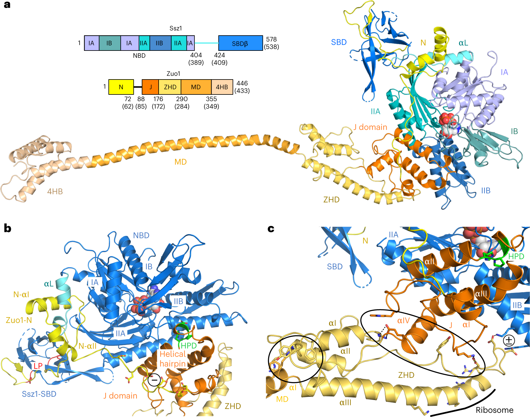 Structural inventory of cotranslational protein folding by the eukaryotic  RAC complex | Nature Structural & Molecular Biology