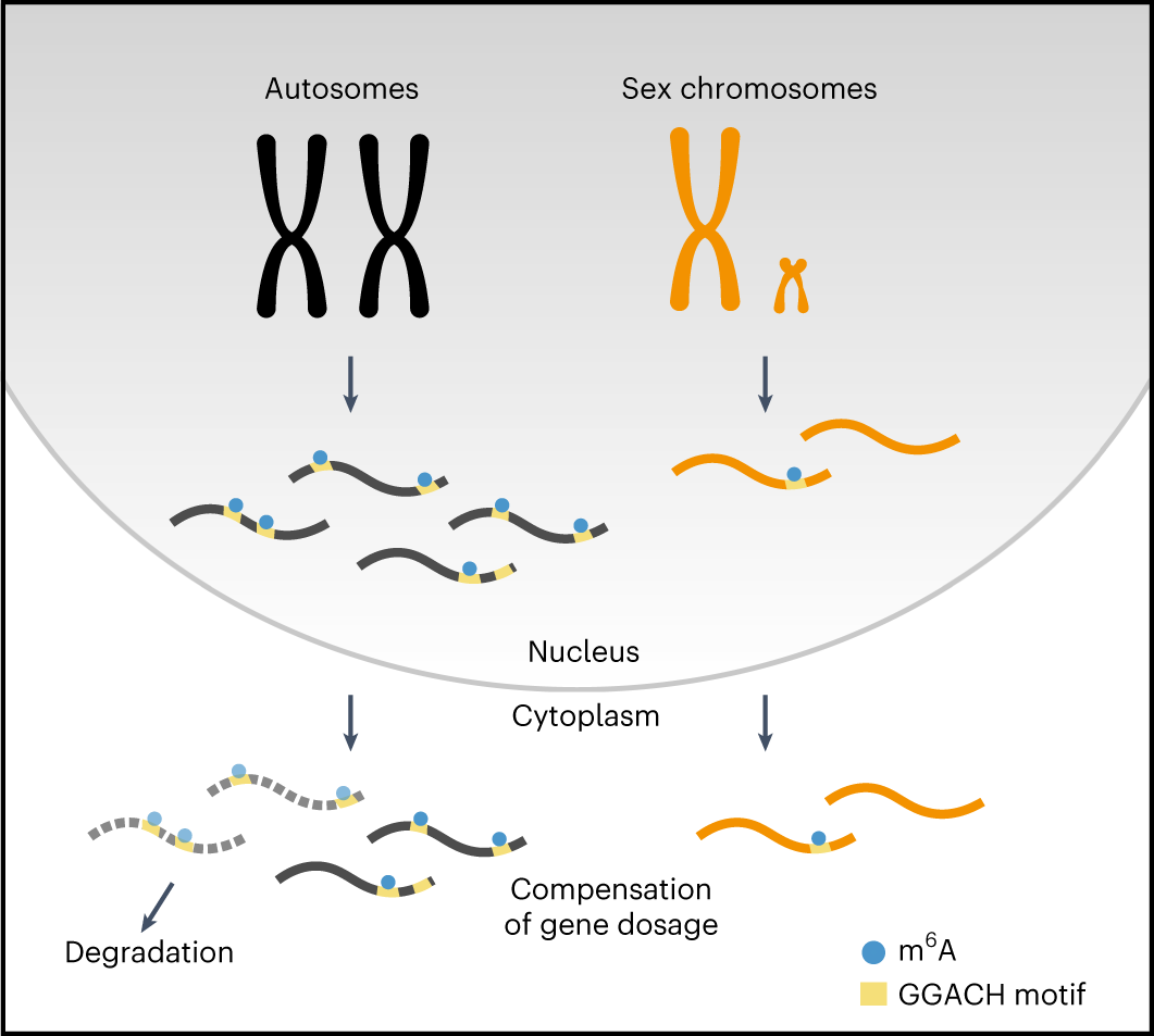 Fig. 5: The role of m6A in X-to-autosome dosage compensation.