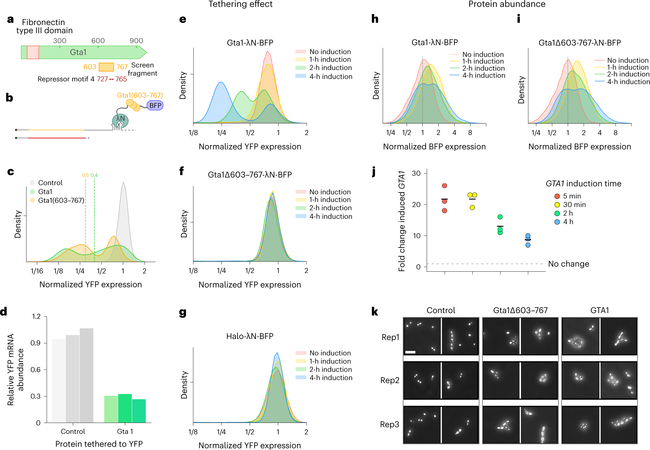 Fig. 5: The tethering screen identifies RNA-regulatory roles of poorly characterized proteins.
