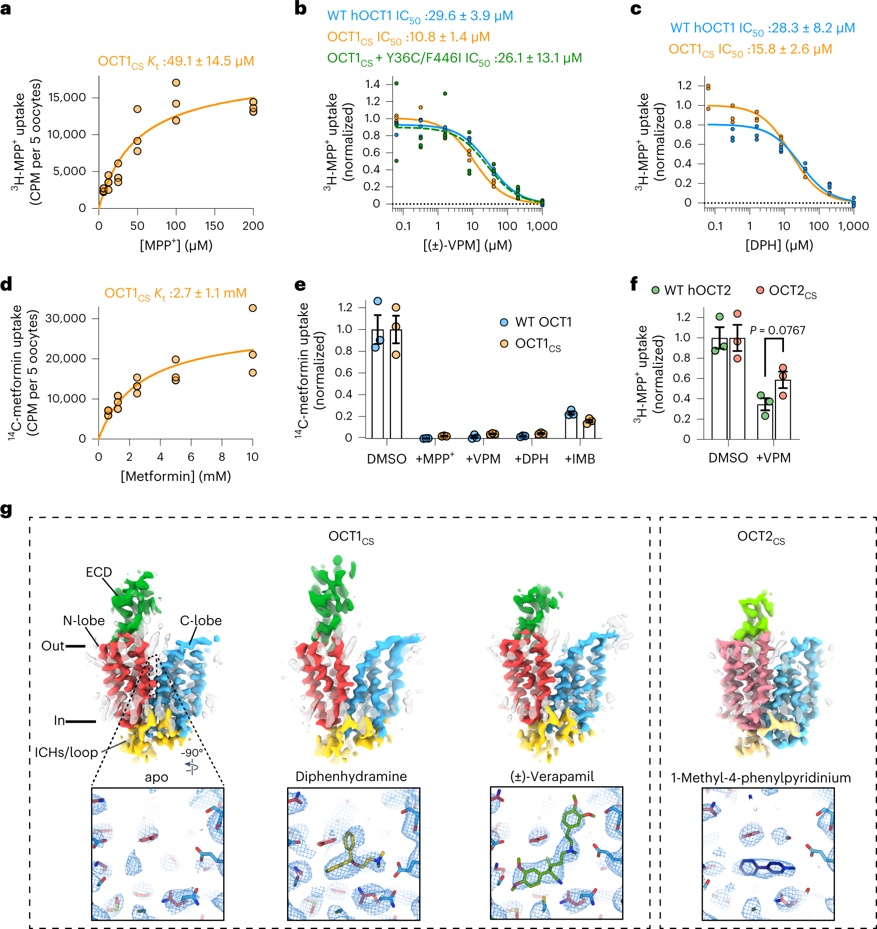 Analysis of evolutionary conserved amino acid residues of hOCT1 by