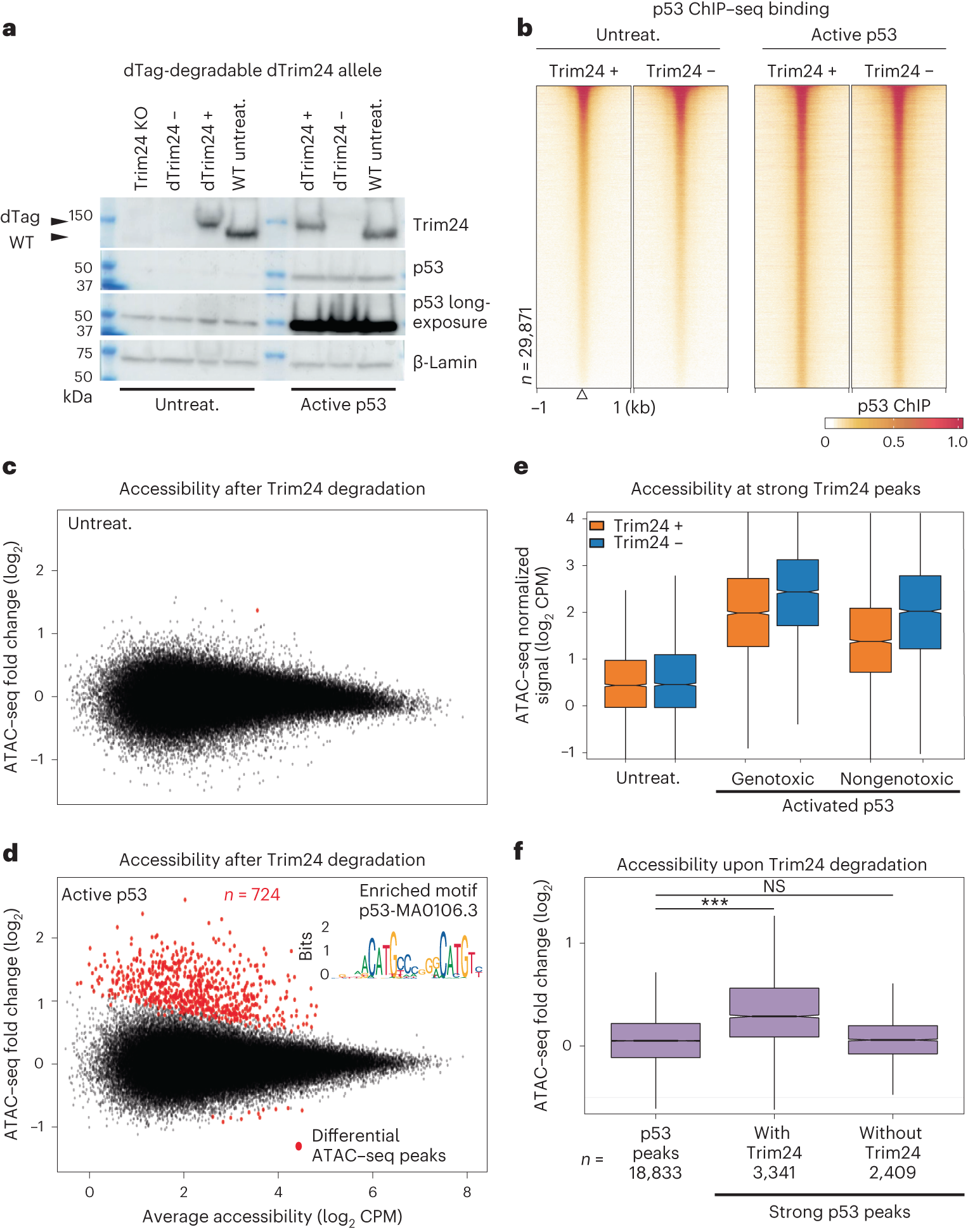 Fig. 2: Trim24 is a negative regulator of active p53 in the genome.