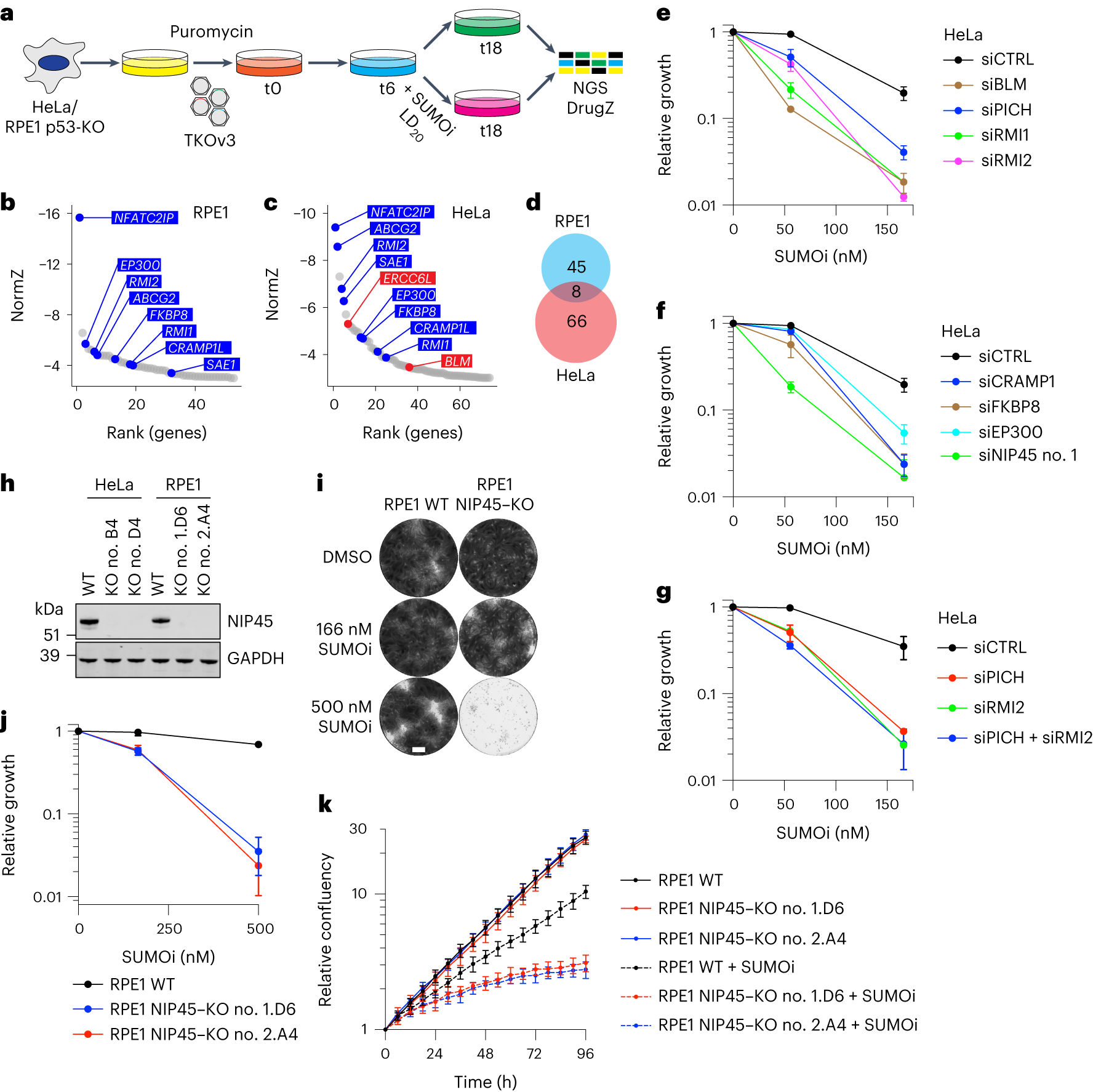 SUMO-1 CRISPR Knockout and Activation Products (h)