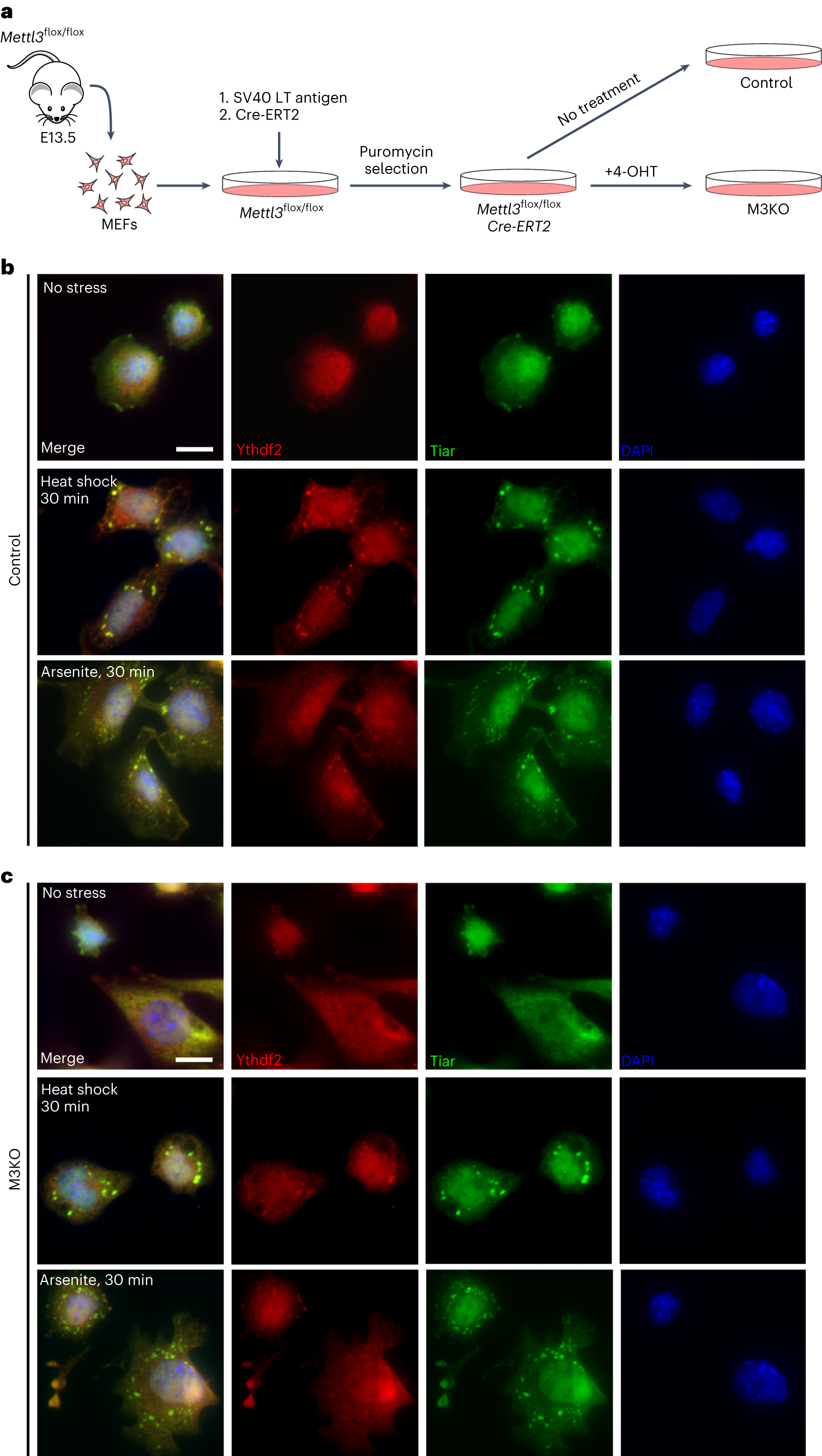 m6A governs length-dependent enrichment of mRNAs in stress