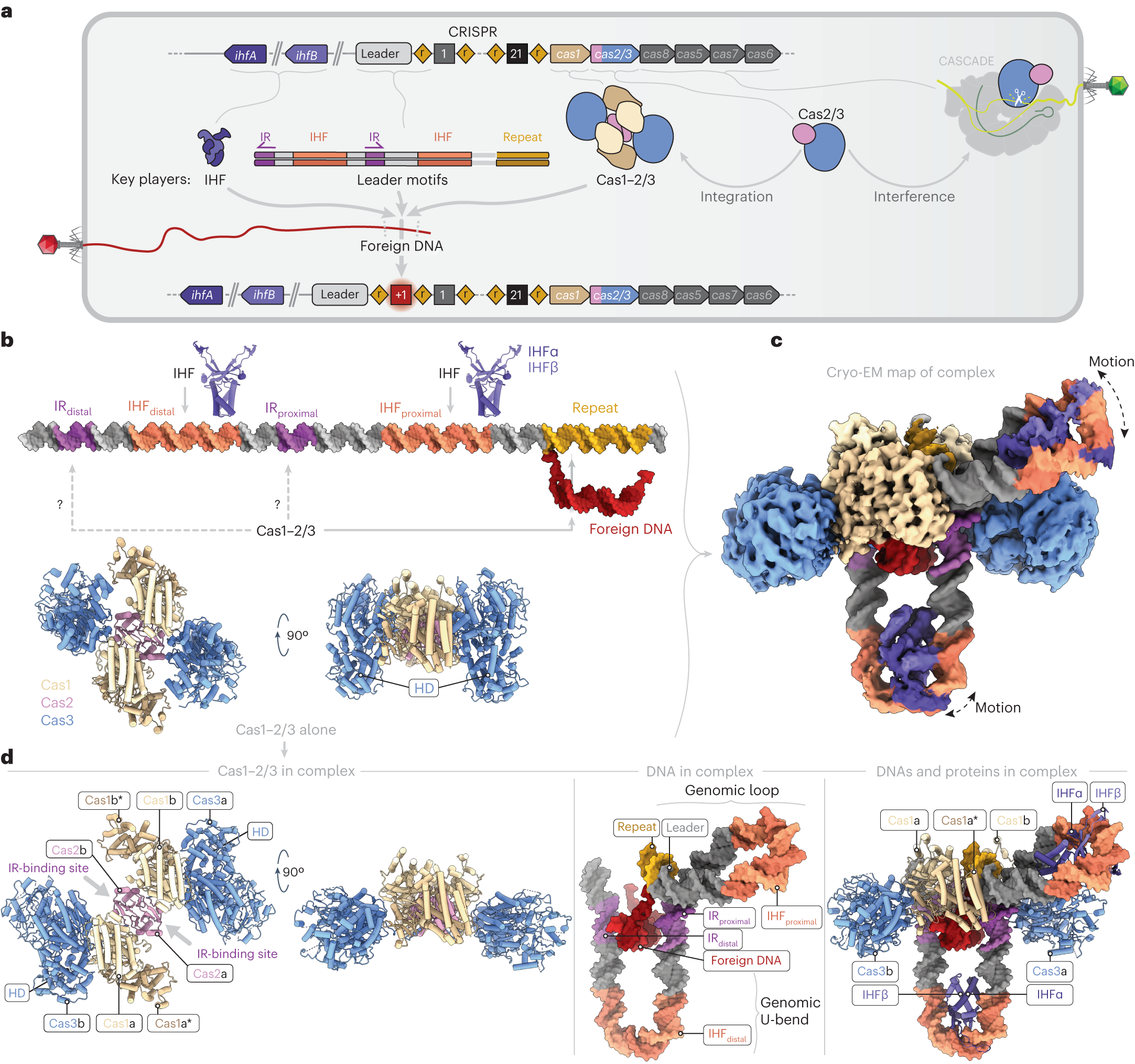 Structure reveals why genome folding is necessary for site-specific  integration of foreign DNA into CRISPR arrays | Nature Structural &  Molecular Biology