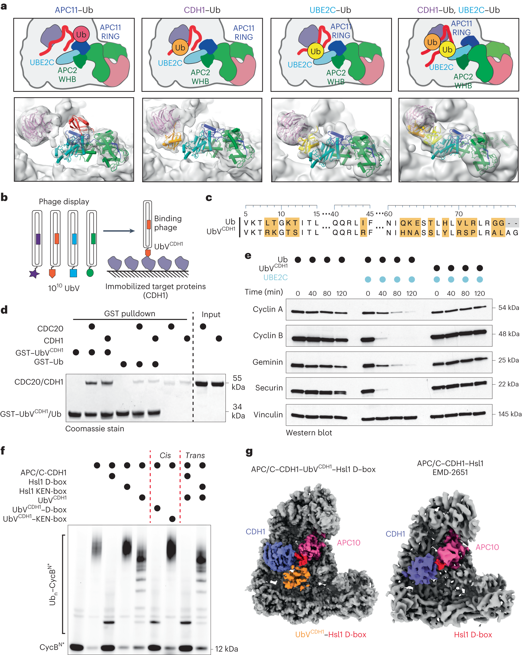 Fig. 4: Analysis of active APC/C-dependent ubiquitination architecture reveals unexpected Ub binding modes.