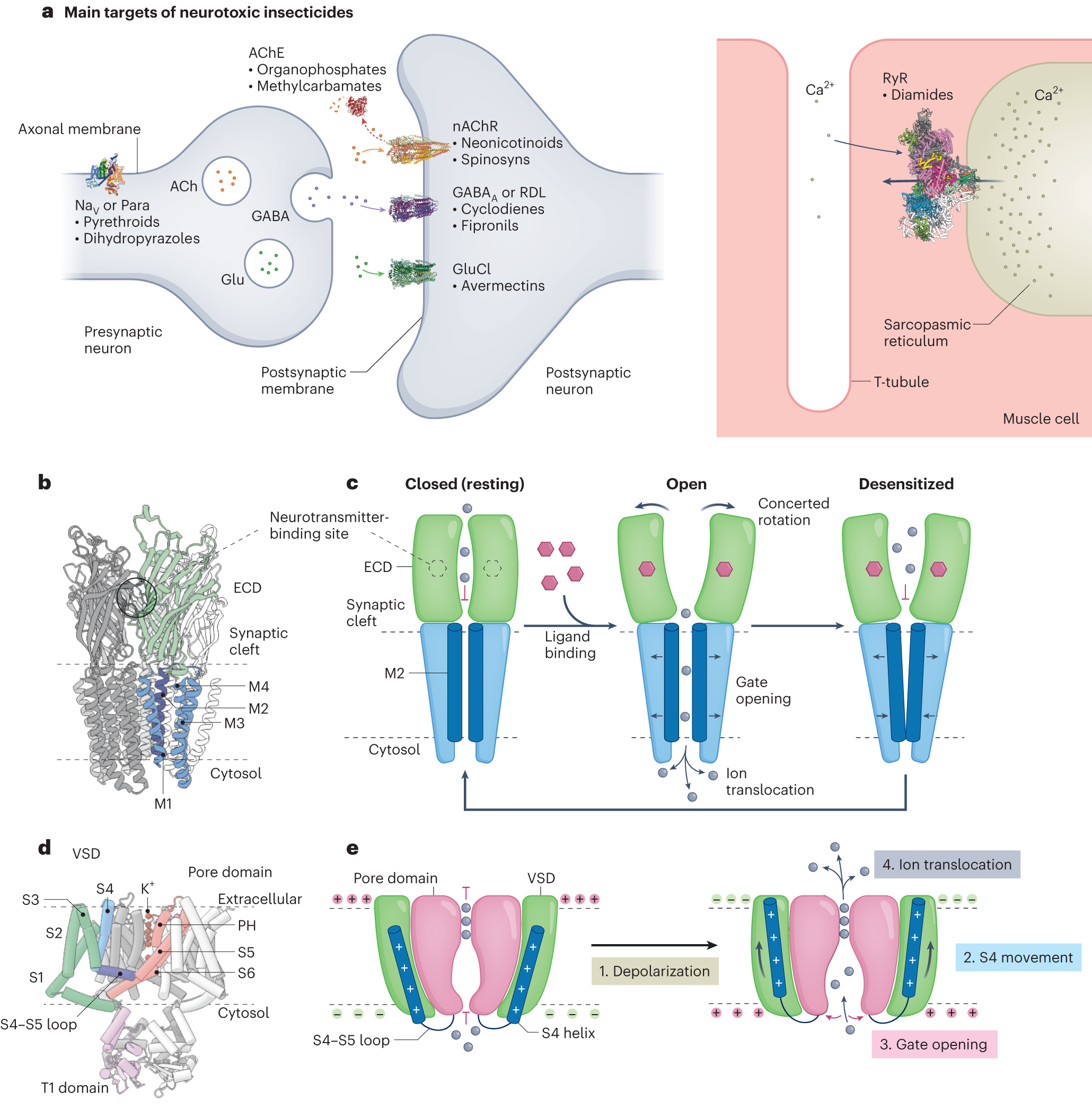 The modes of action of ion-channel-targeting neurotoxic insecticides:  lessons from structural biology | Nature Structural & Molecular Biology