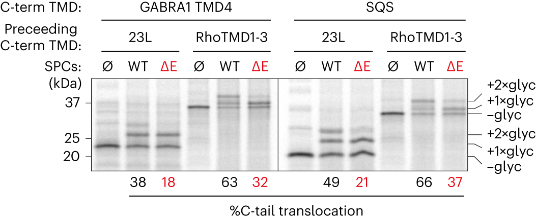 Fig. 5: Targeting to EMC facilitates C-terminal TMD insertion.