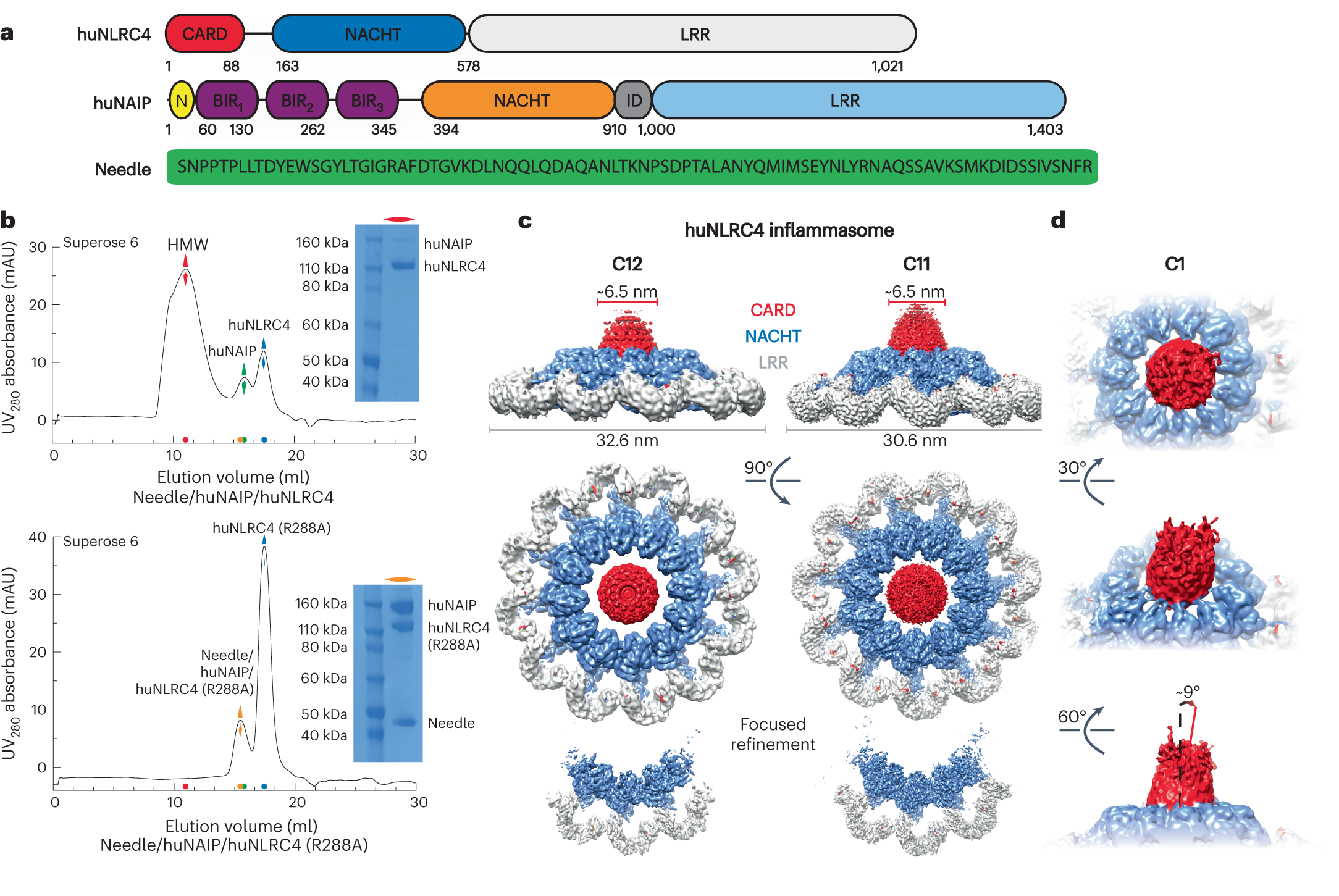 Fig. 1: Biochemical reconstitution and cryo-EM structure of the full human NAIP/NLRC4 inflammasome.
