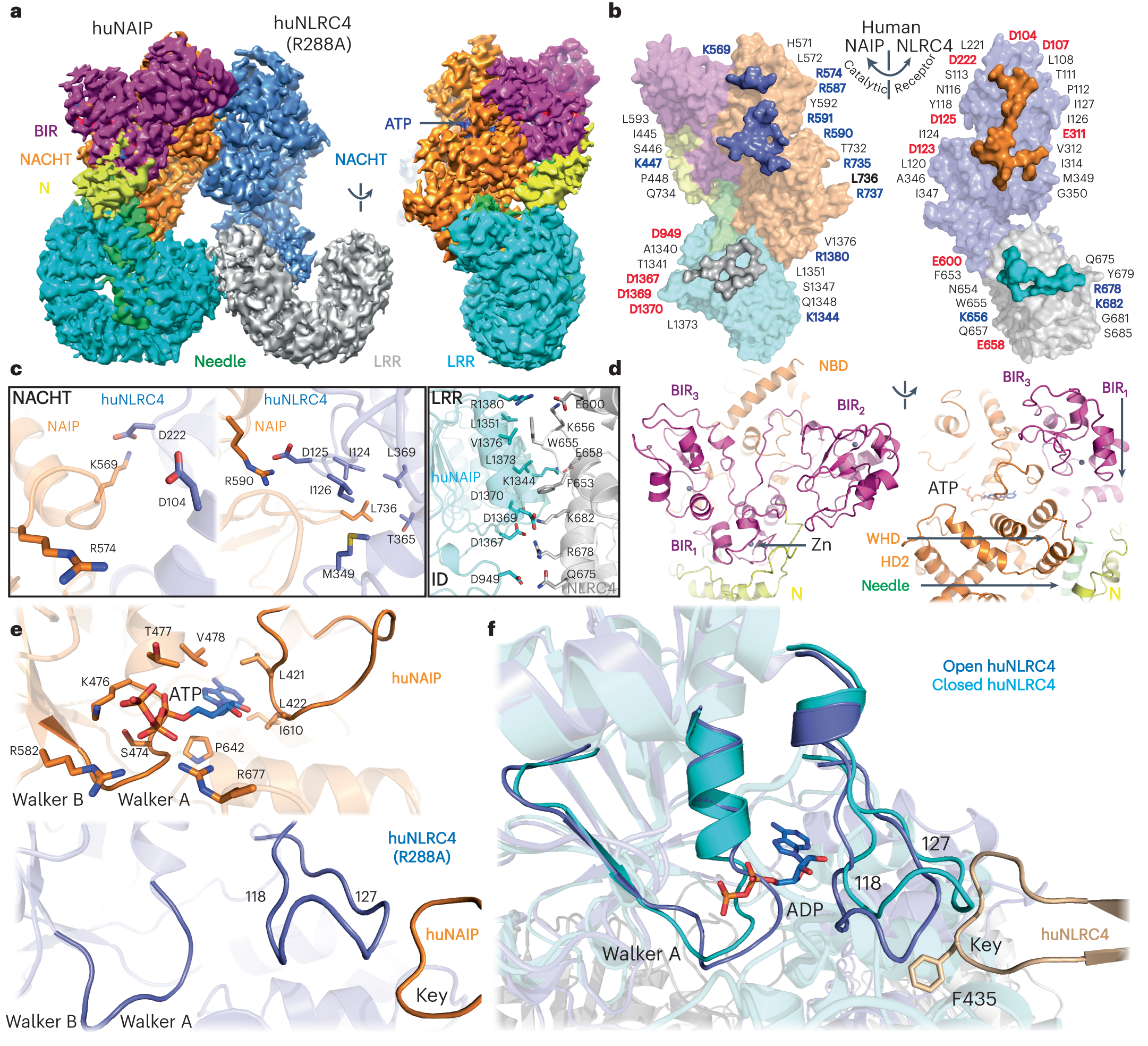 Fig. 3: Structure of the Needle/huNAIP/huNLRC4-R288A tripartite complex.