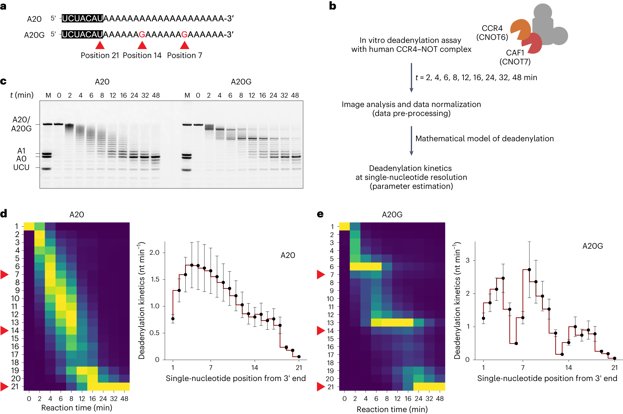 Fig. 2: Stalling effect of a single guanosine residue on human CCR4–NOT complex.
