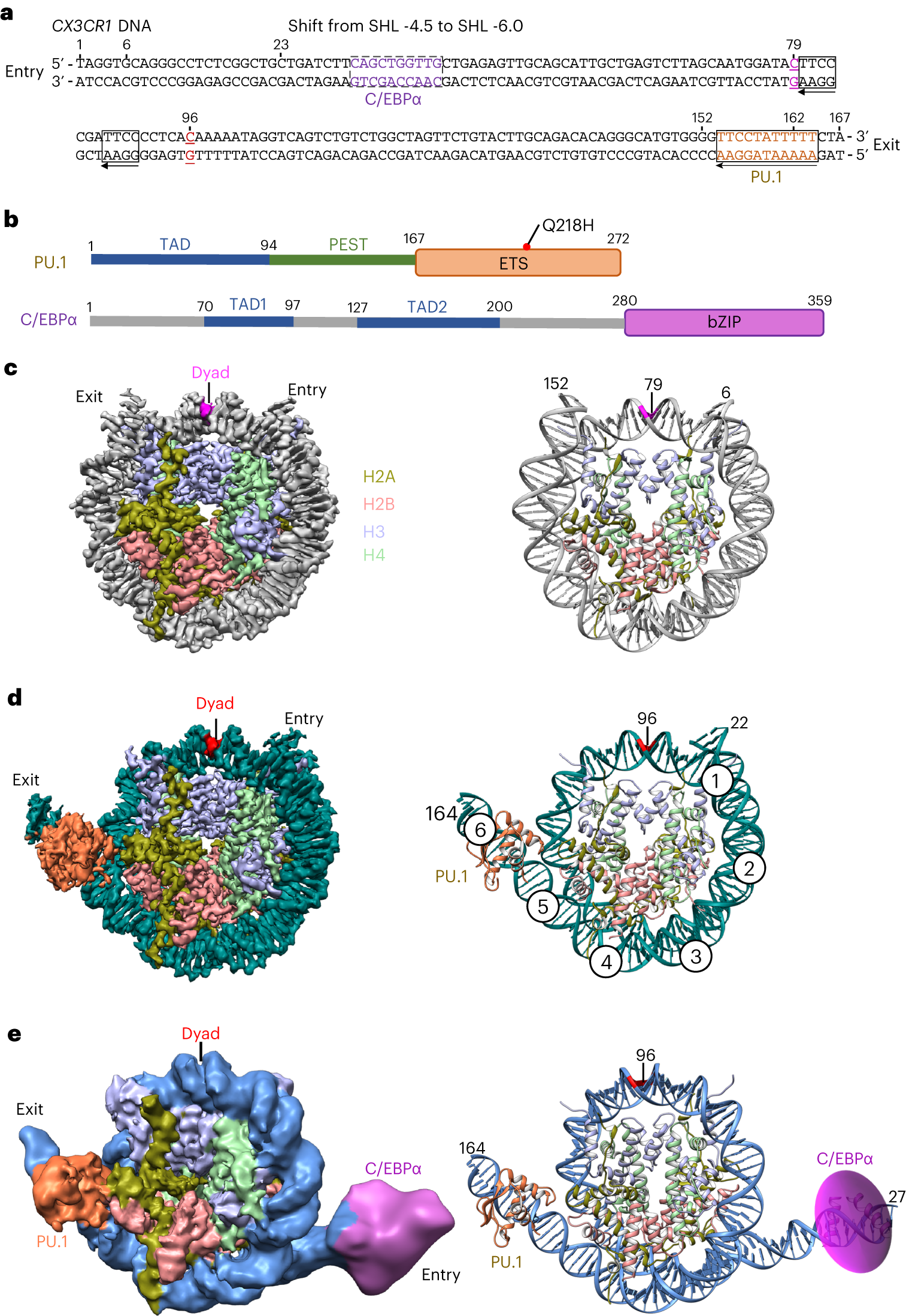 Structural mechanism of synergistic targeting of the CX3CR1 nucleosome by  PU.1 and C/EBPα