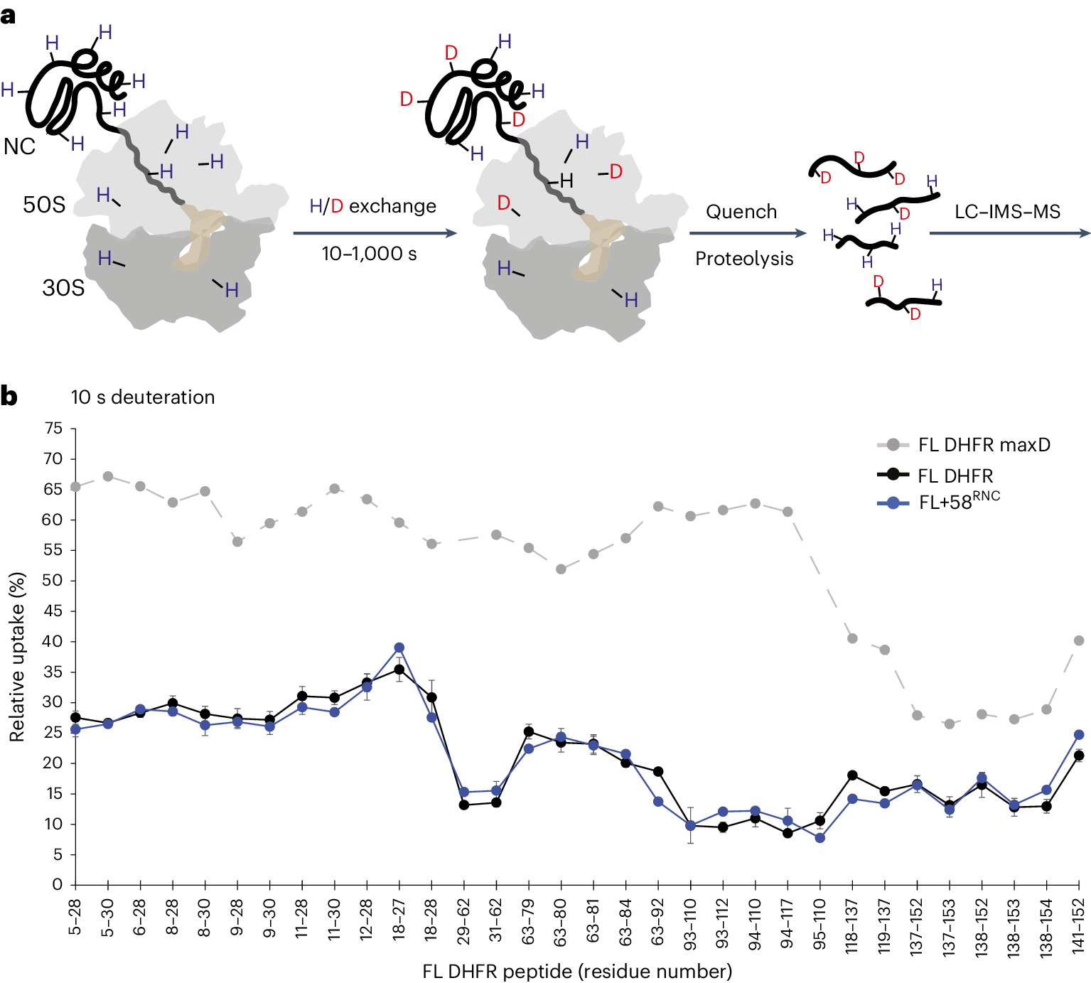 Fig. 2: HDX MS of RNCs.