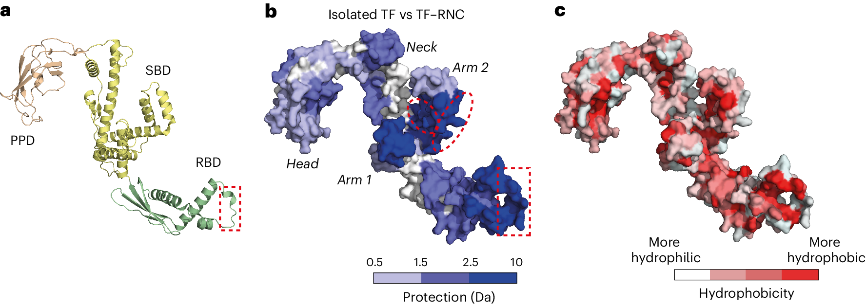Fig. 5: NC interactions with TF.