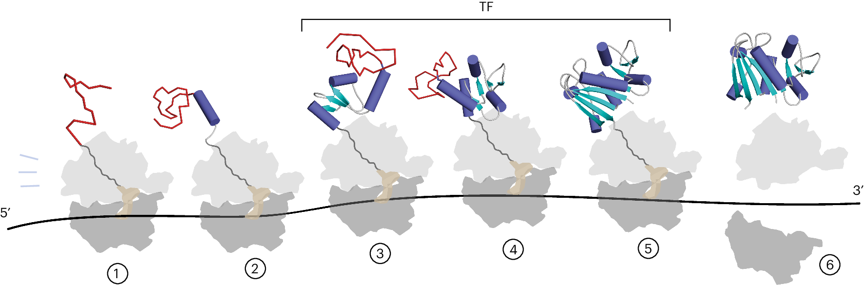 Fig. 7: Schematic biogenesis pathway of DHFR.
