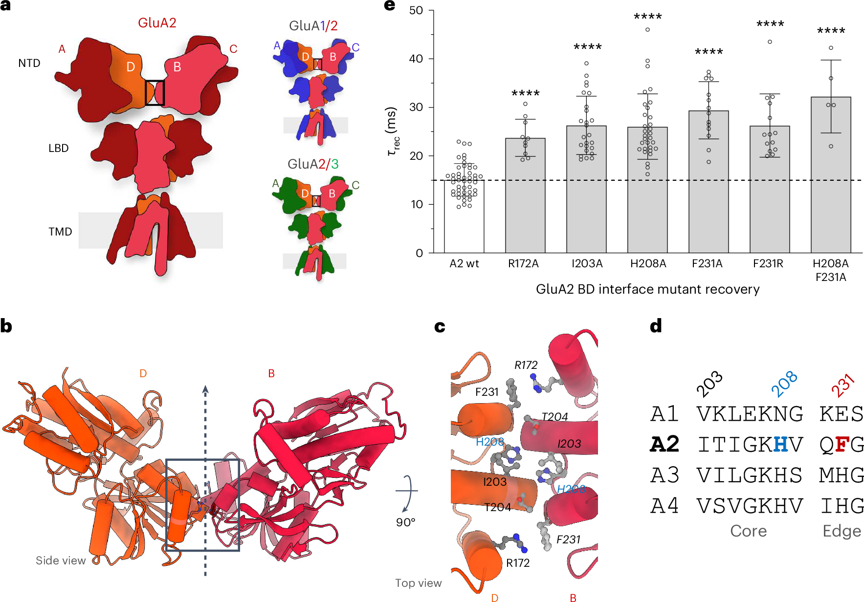 hltf-disrupts-cas9-dna-post-cleavage-complexes-to-allow-dna-break-processing-nature-communications