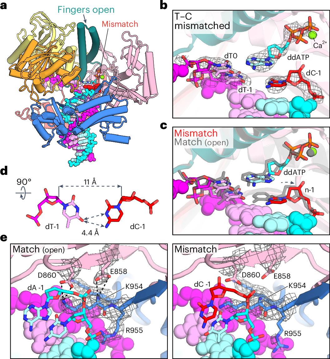 Fig. 4: Detection of a mismatched base pair located in the postinsertion site.