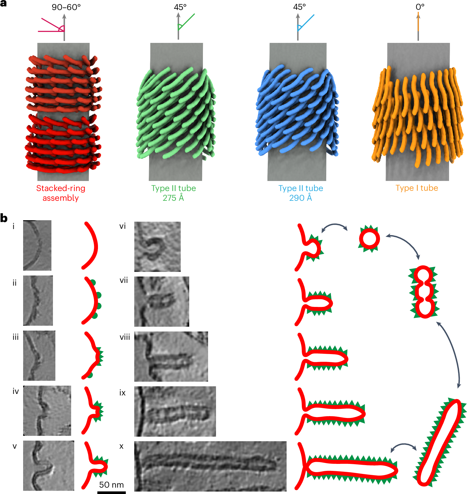 Fig. 7: Orientation of the Vipp1 hairpin and sorted tomographic slices of Vipp1 membrane interactions.