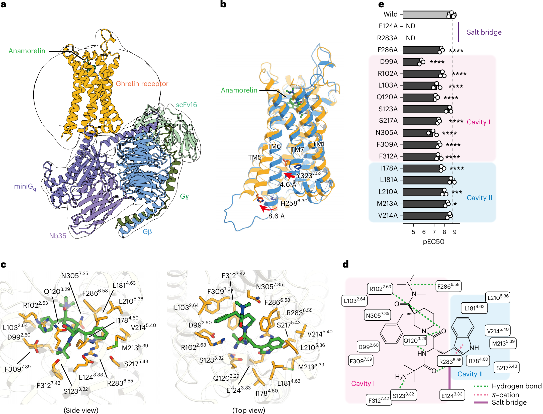 ipamorelin selective ghrp ghrelin receptor agonist The structure and function of the ghrelin receptor coding for drug actions