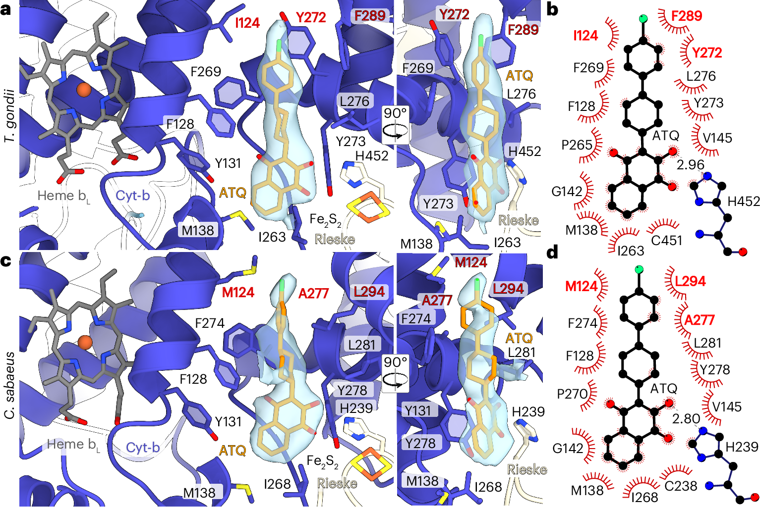 Fig. 4: Atovaquone-bound structures of the T. gondii and mammalian CIII reveals the structural basis for species-specific Qo site binding.