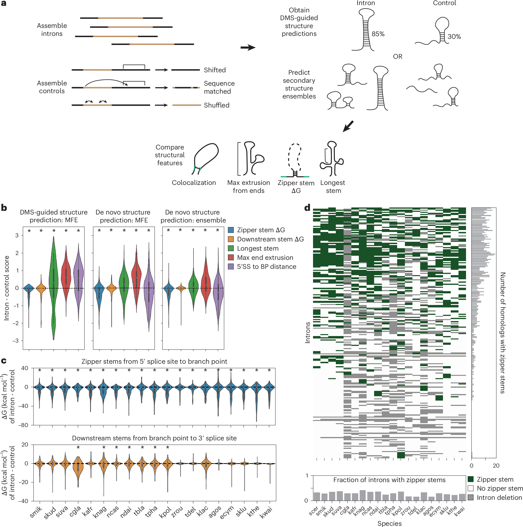 Fig. 7: De novo secondary structure feature prediction for S. cerevisiae and the Saccharomyces genus.
