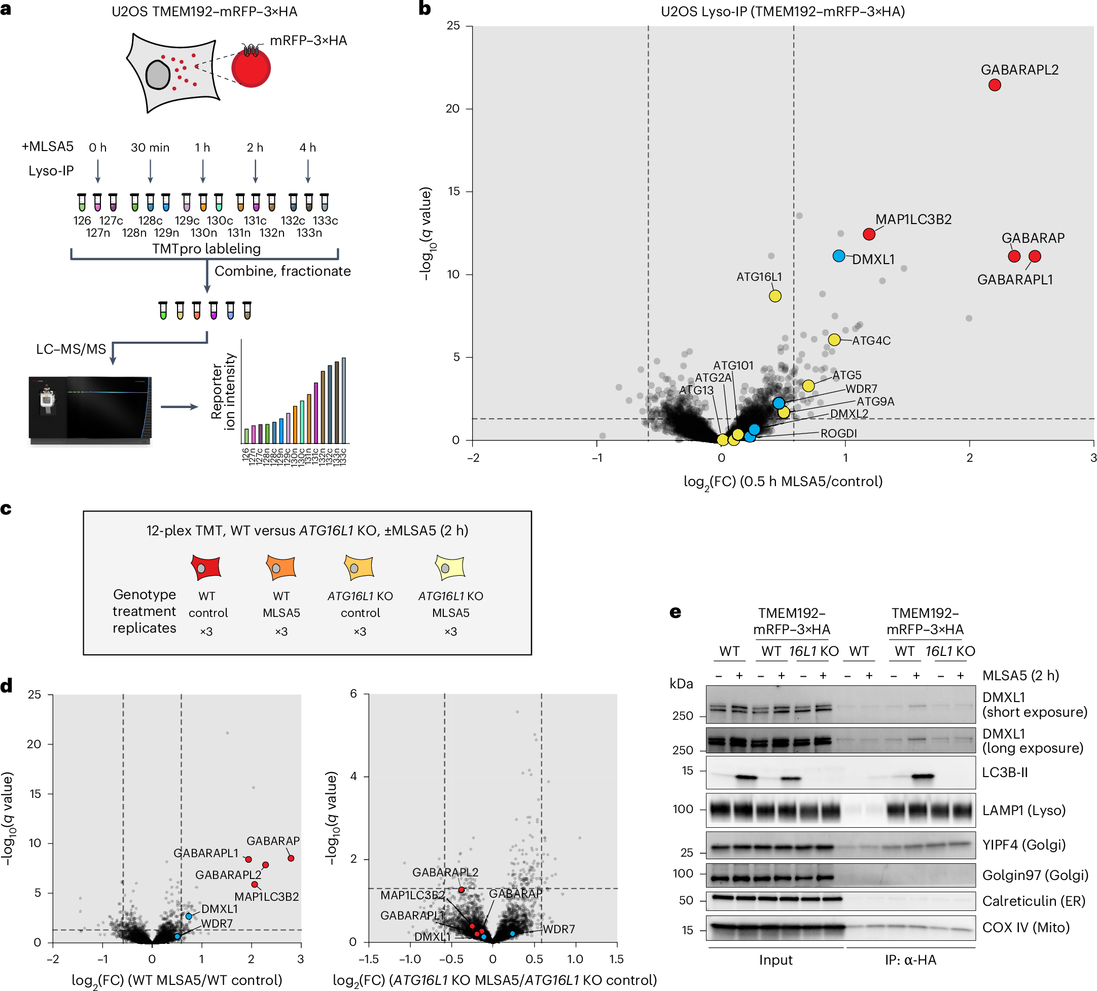 Fig. 1: Quantitative proteomics captures recruitment of proteins to lysosomes upon TRPML1 activation.