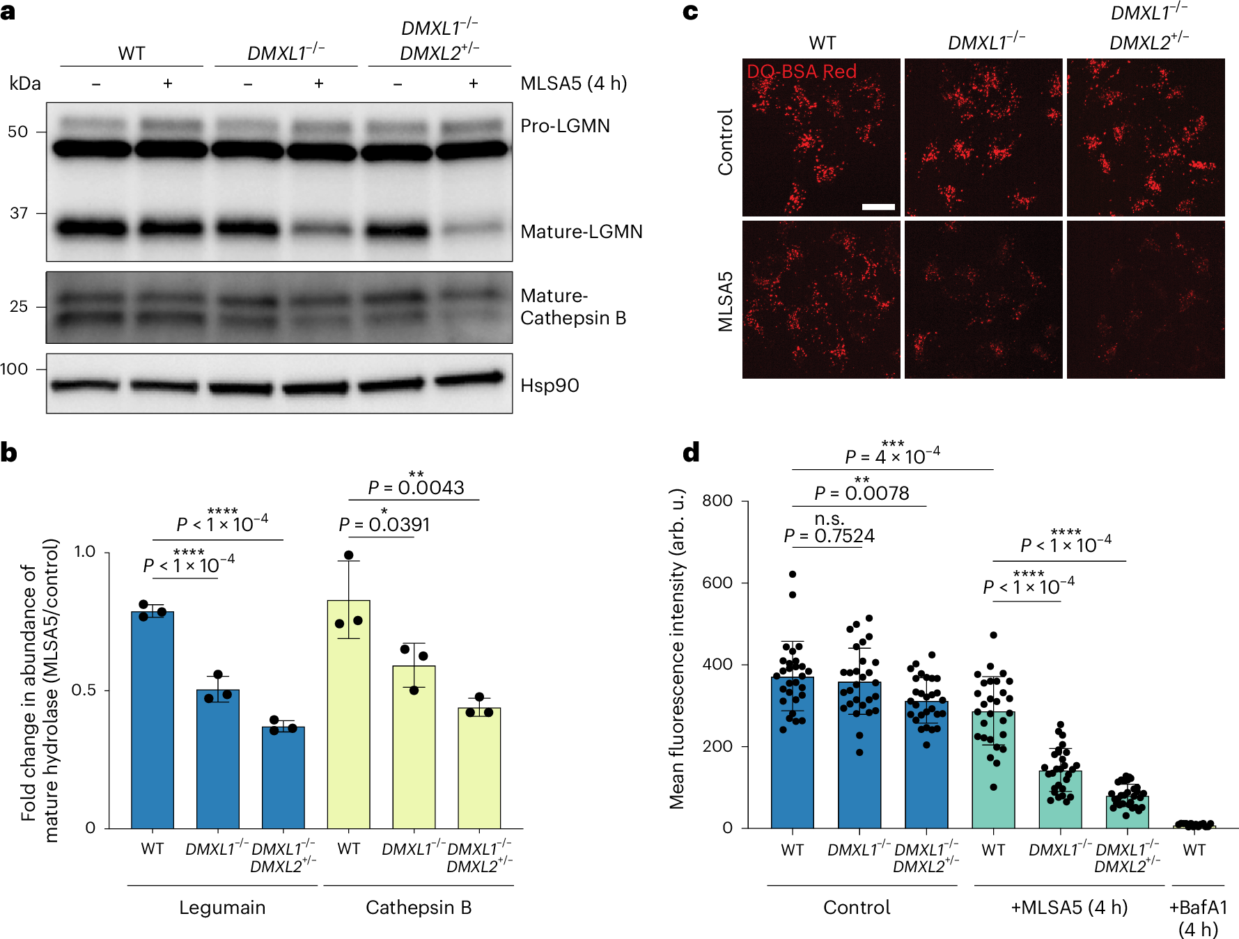 Fig. 6: Lysosomal hydrolase activity in DMXL1/2-deficient cells.