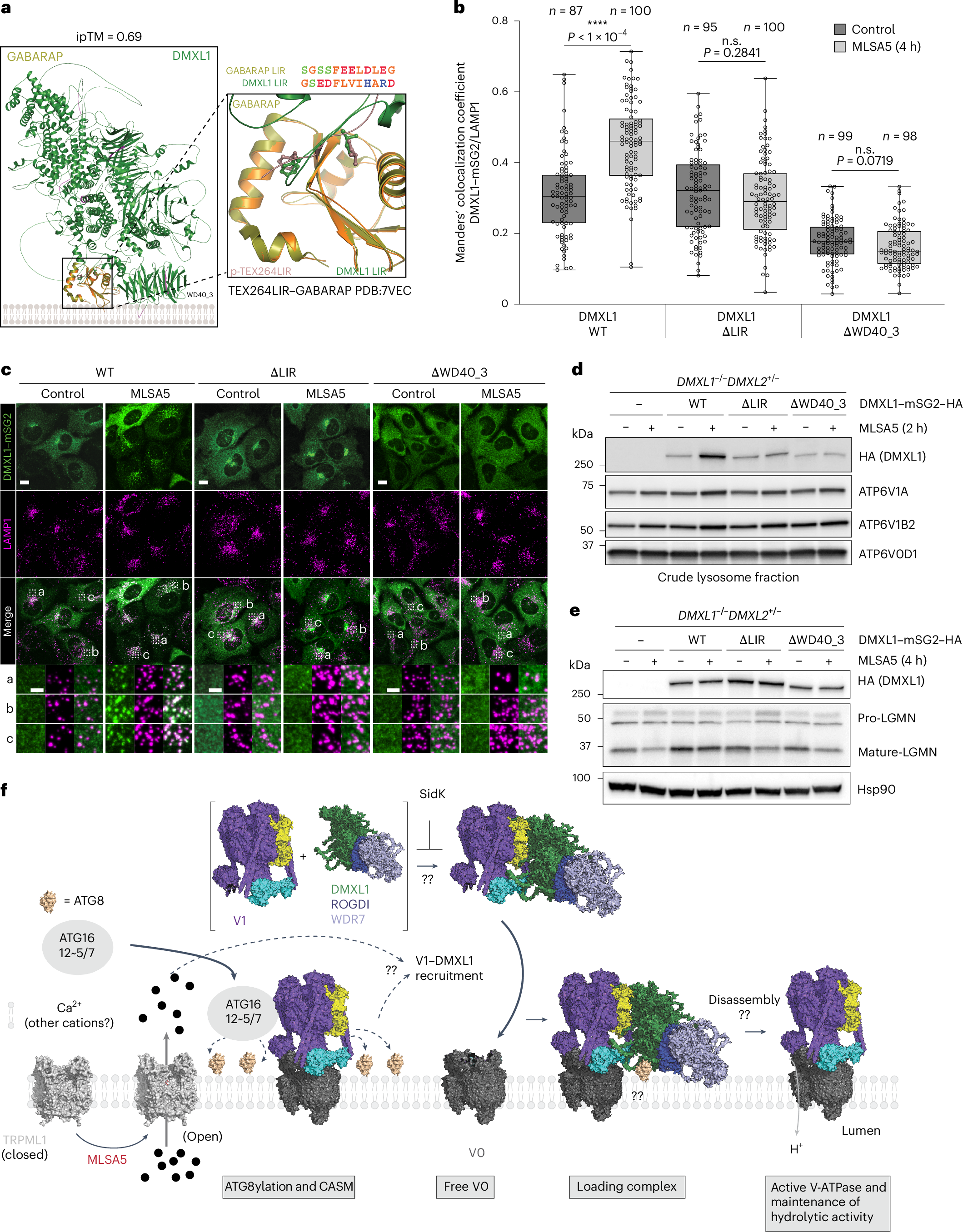 Fig. 8: Mechanistic insights into CASM-dependent recruitment of DMXL1 to lysosomes.