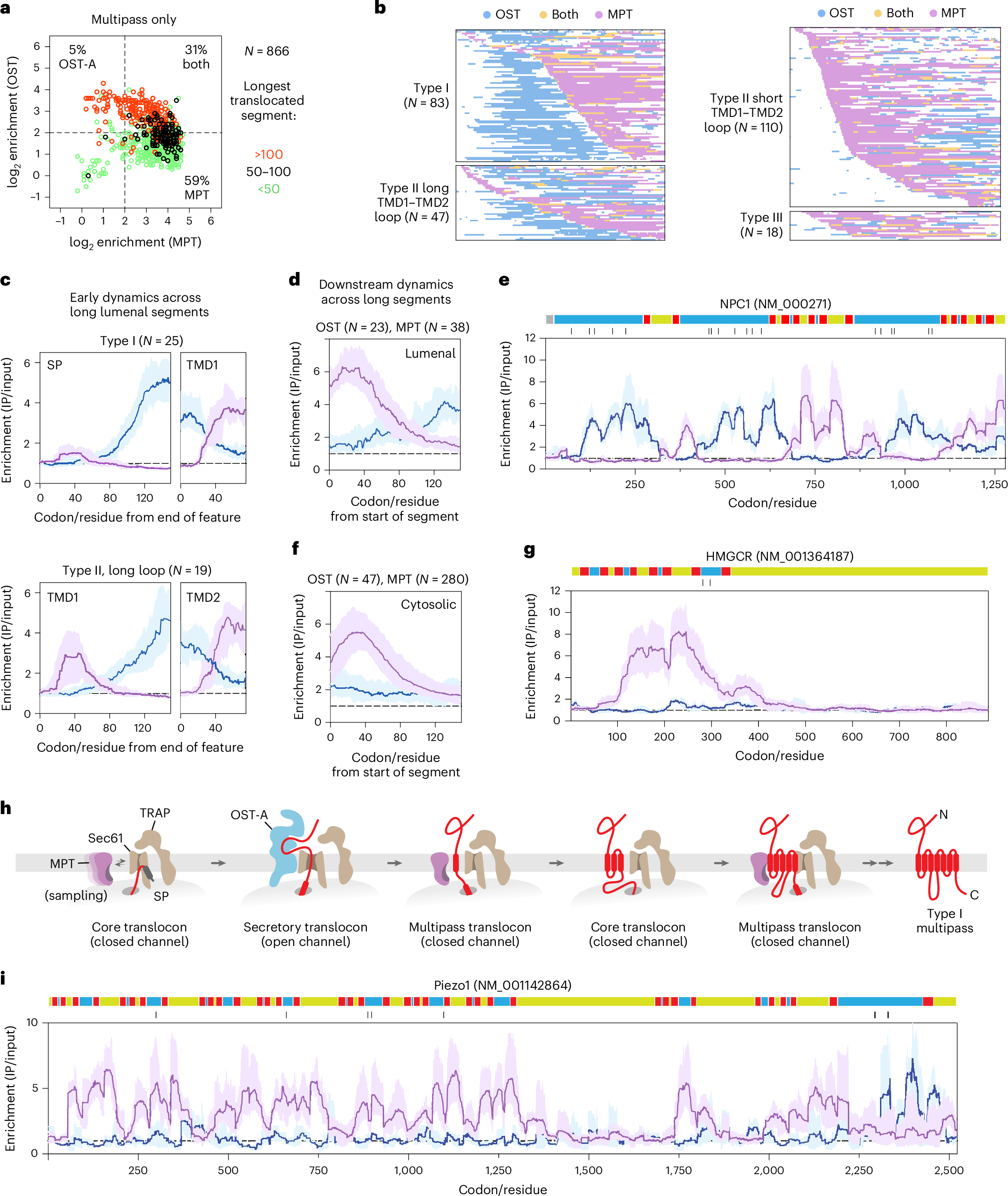 Fig. 4: Interplay between OST-A and MPT during multipass protein synthesis.