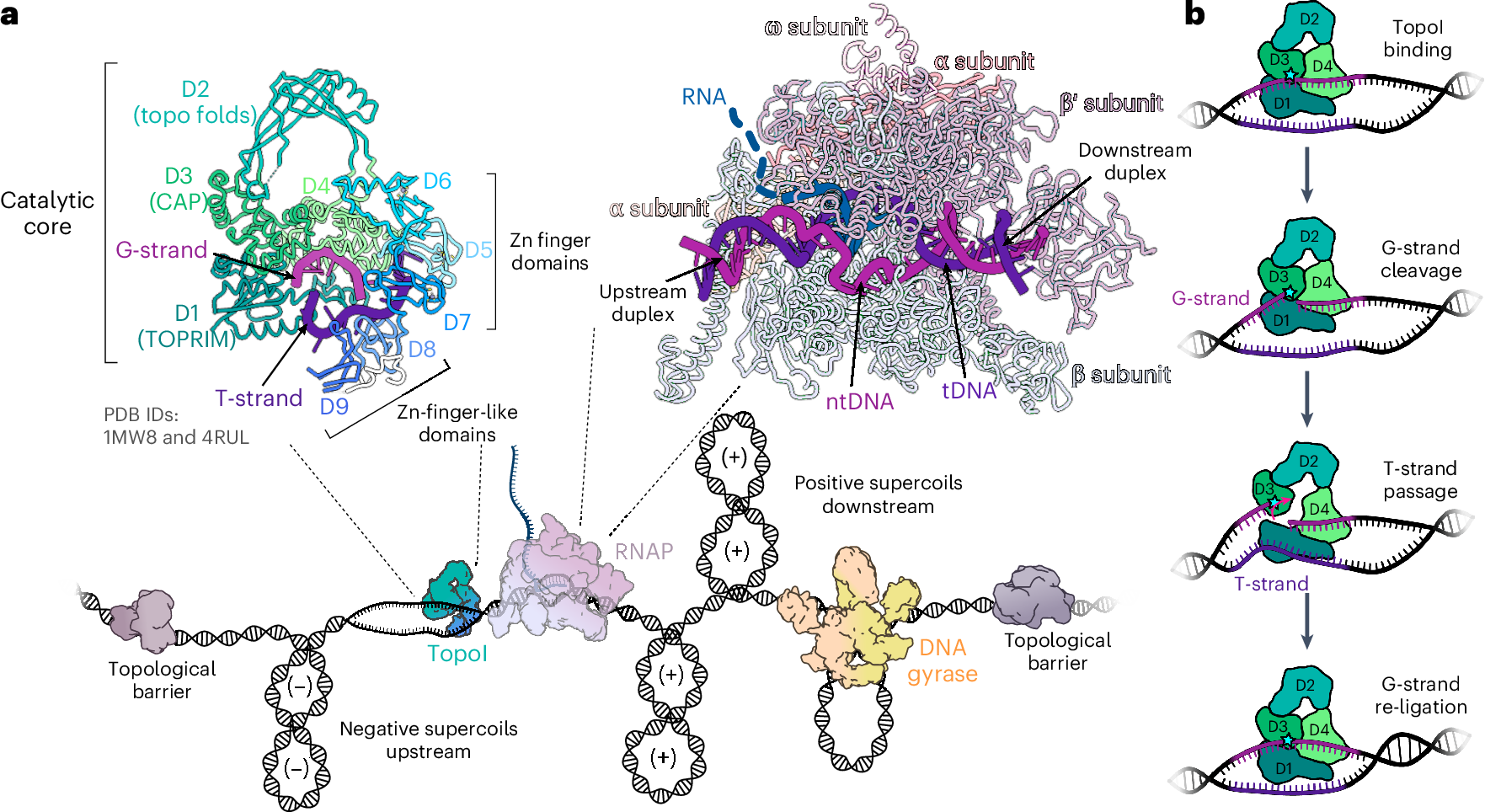 DNA topoisomerase I acts as supercoiling sensor for bacterial transcription  elongation | Nature Structural & Molecular Biology