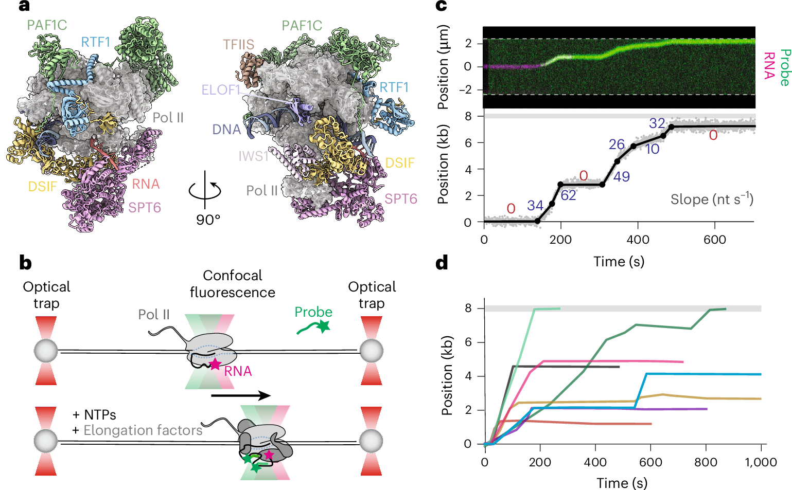 DNA転写は精密に調整された過程:新研究がその仕組みを解明(DNA transcription is a tightly choreographed event. A new study reveals how it is choreographed.)