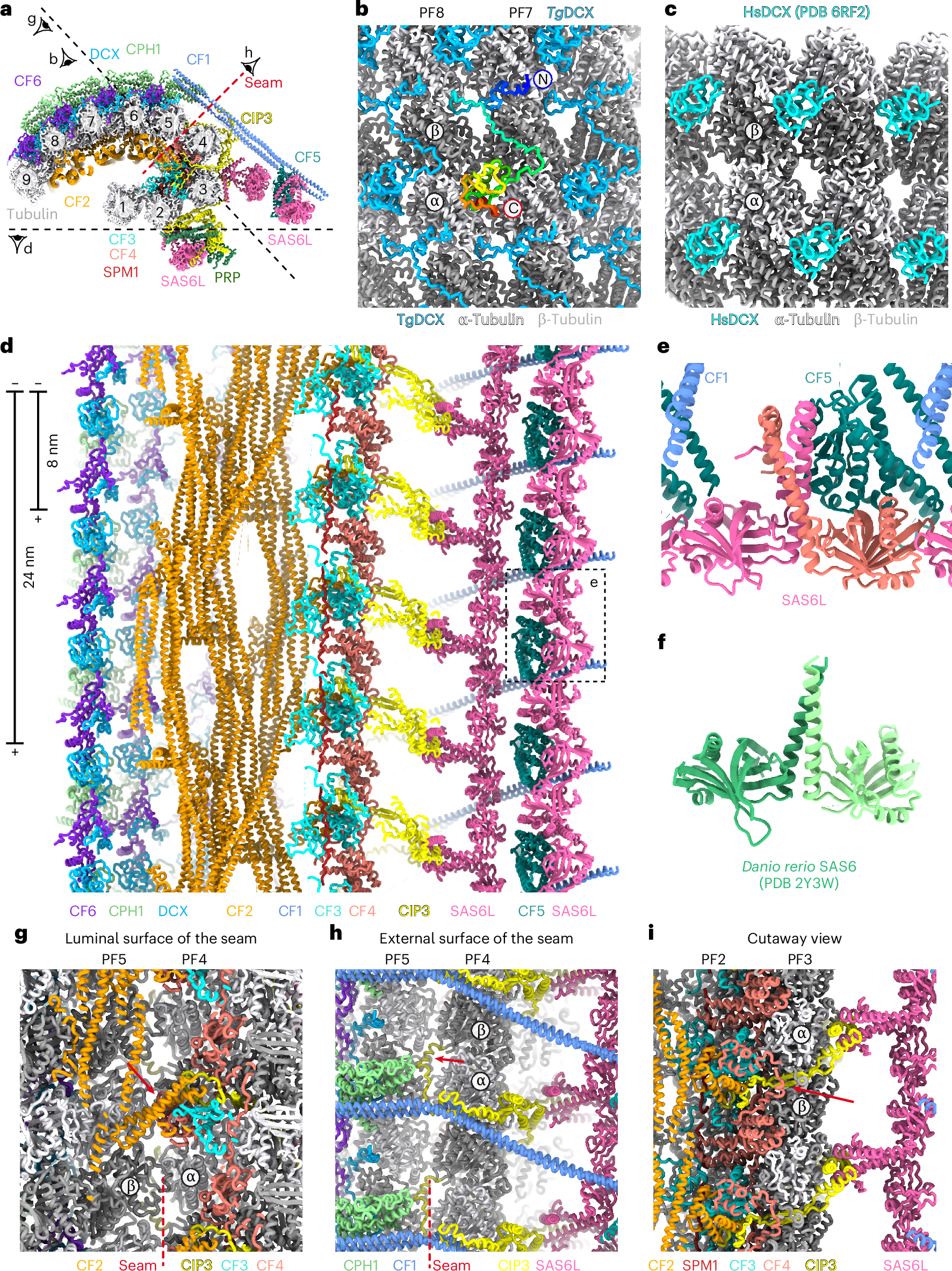Fig. 2: Atomic model of the CF.