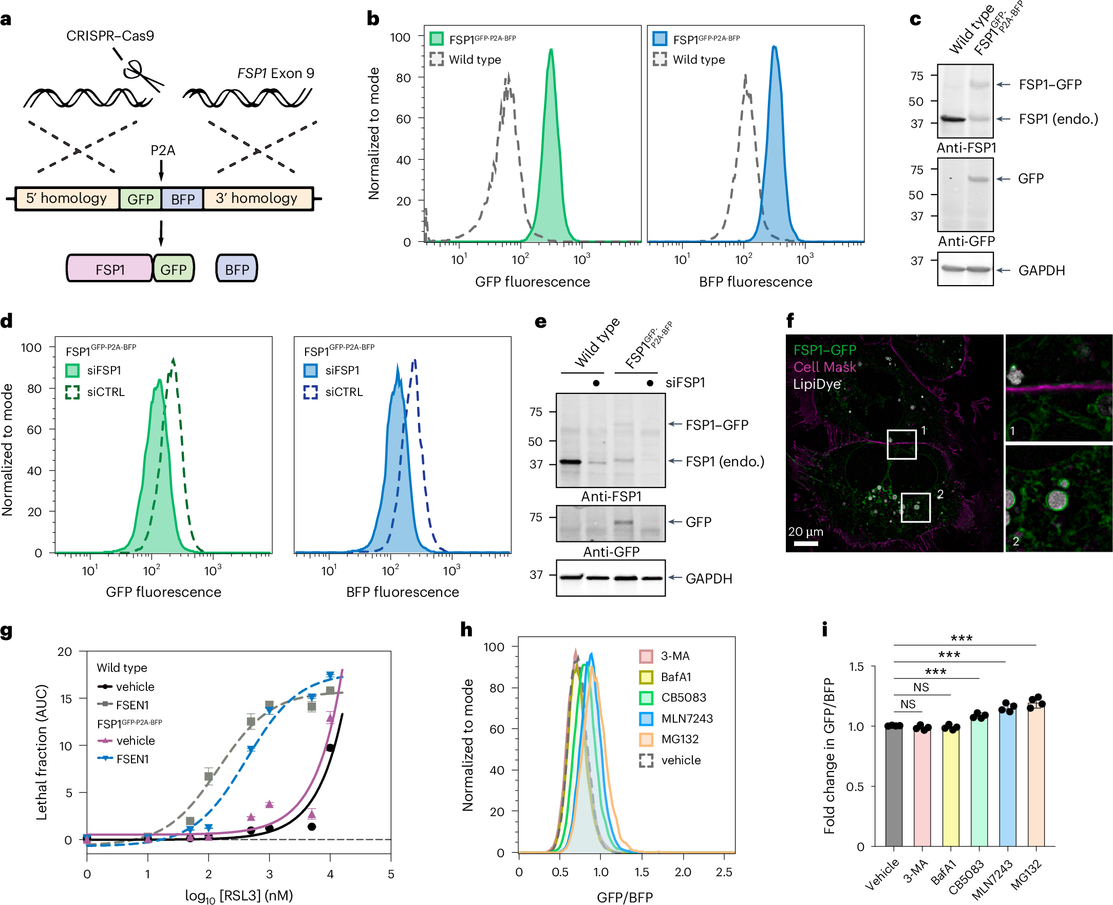 can glutathione affect menstrual cycle Vitamin B2 metabolism promotes FSP1 stability to prevent ferroptosis