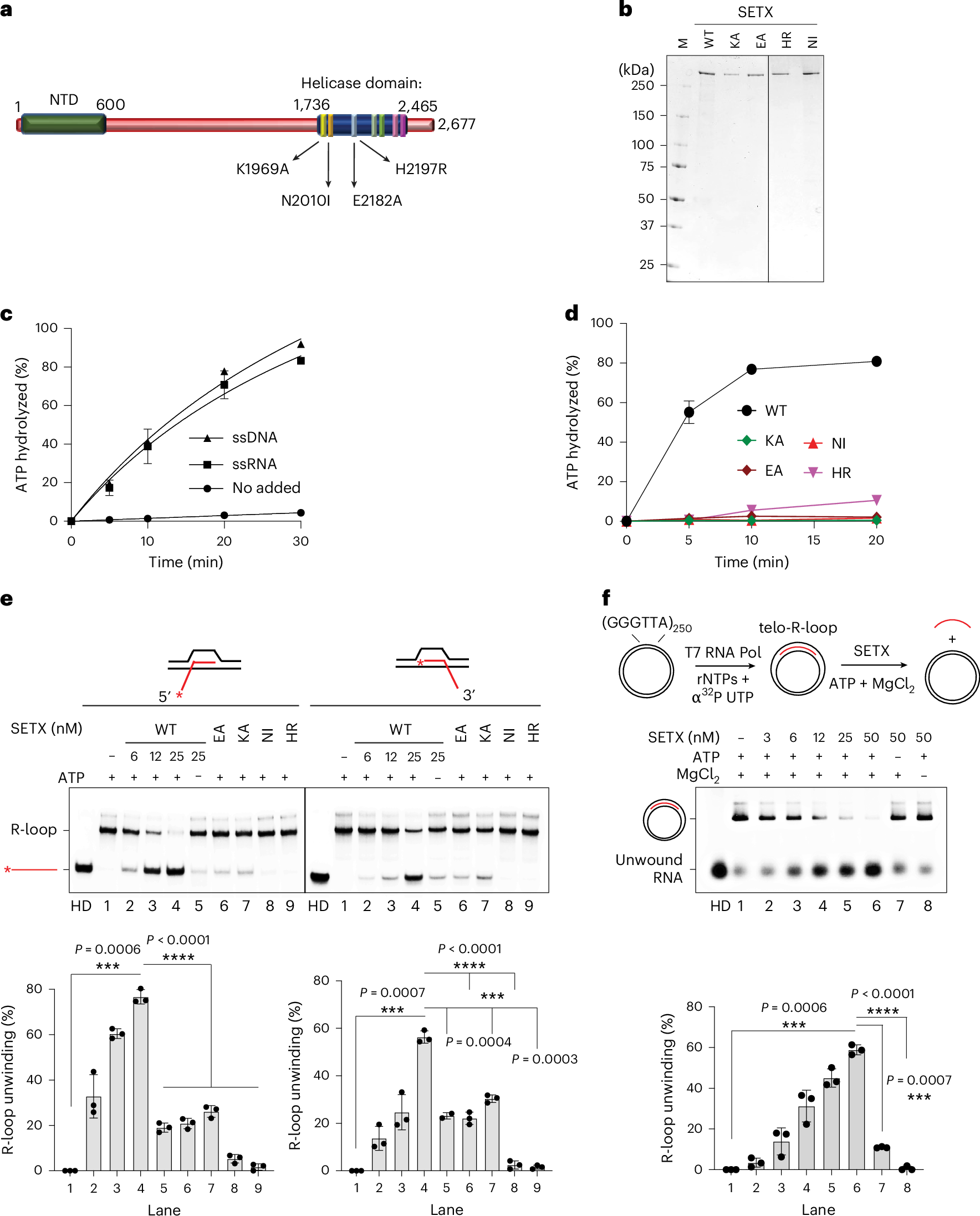 Resolution of R-loops and transcription–replication conflicts by SETX–BRCA1–BARD1 complex